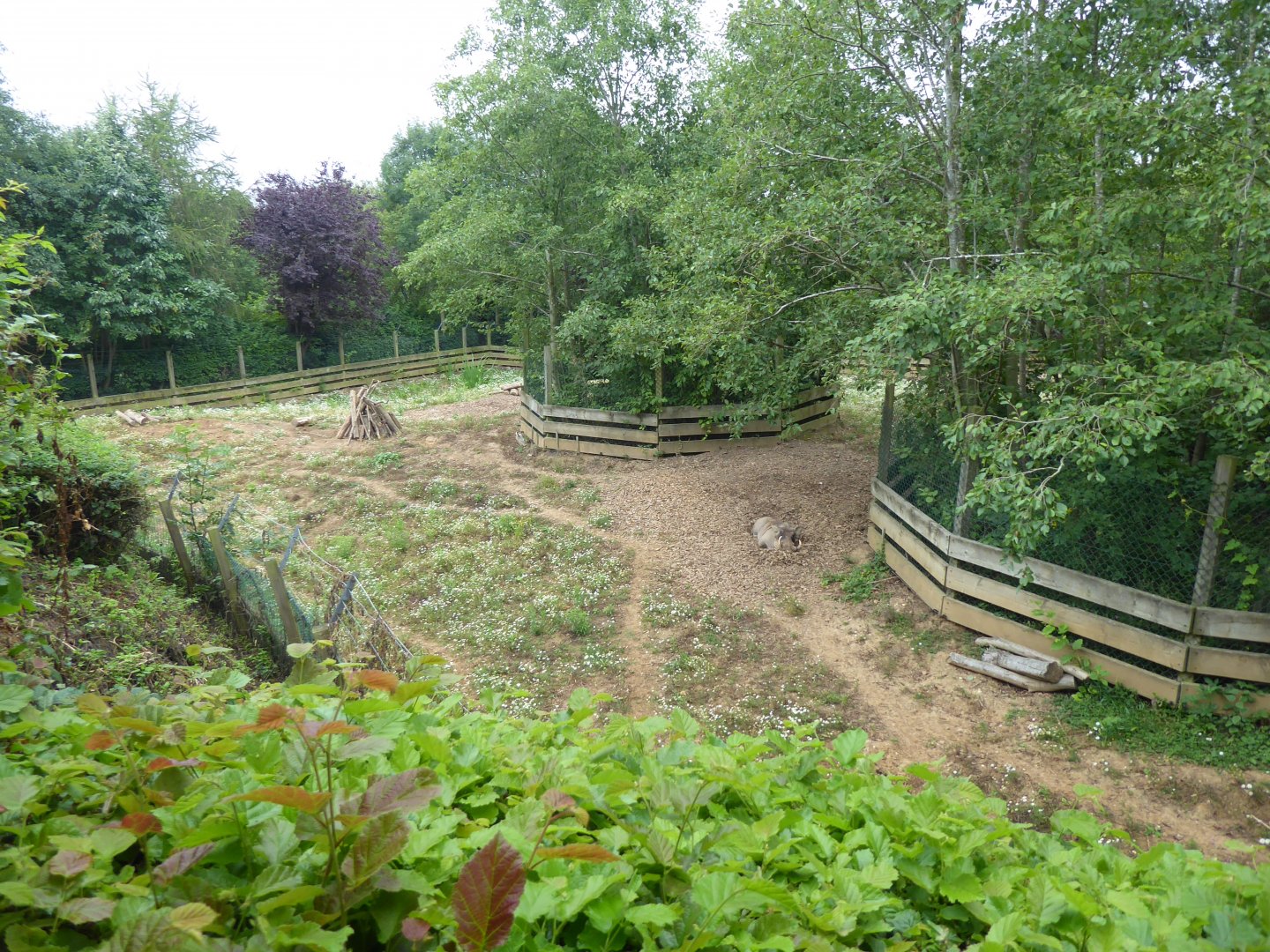 Edge of Africa - Common warthog exhibit 050819