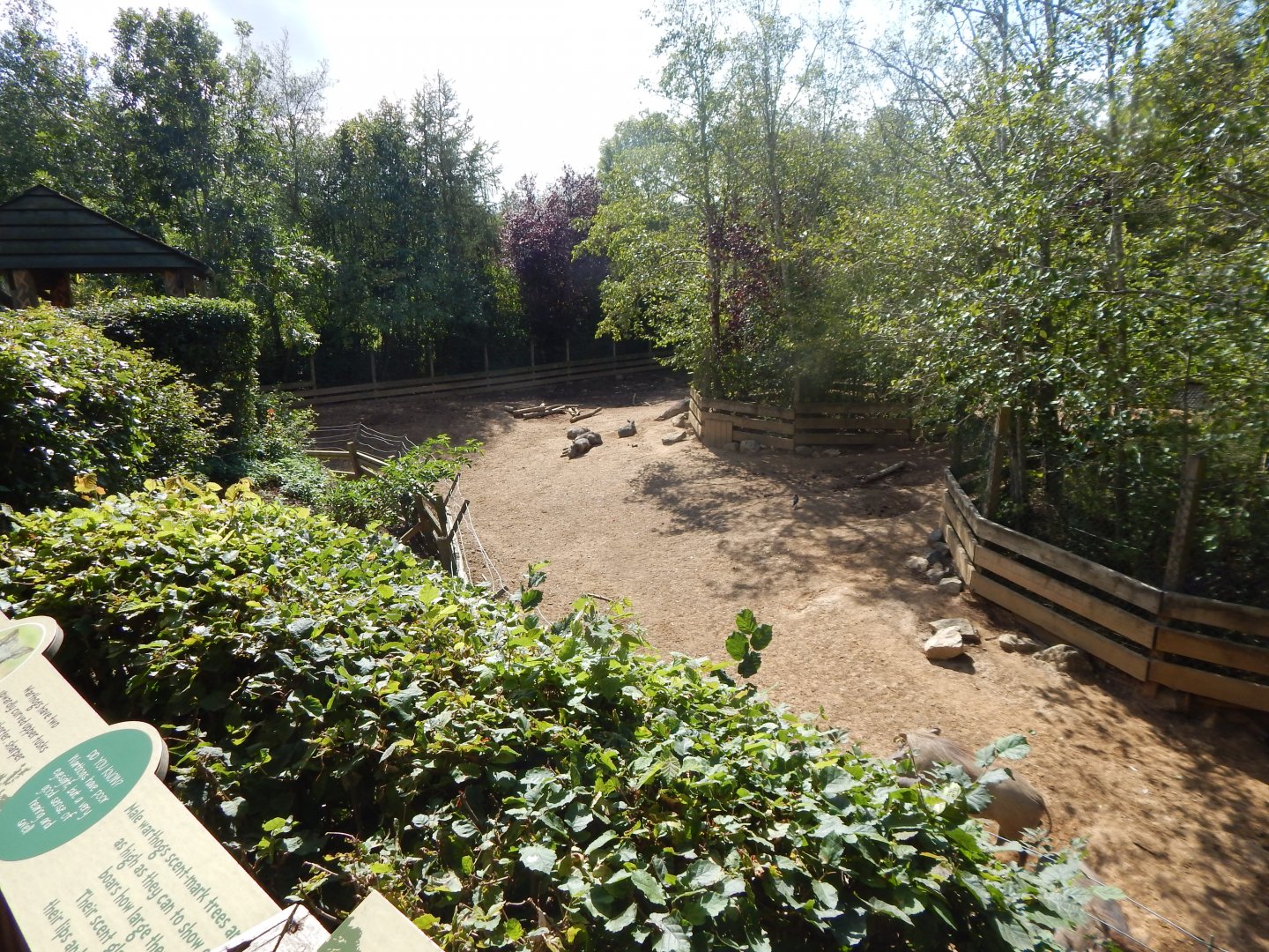 Edge of Africa - Common warthog/Northern warthog enclosure 110925