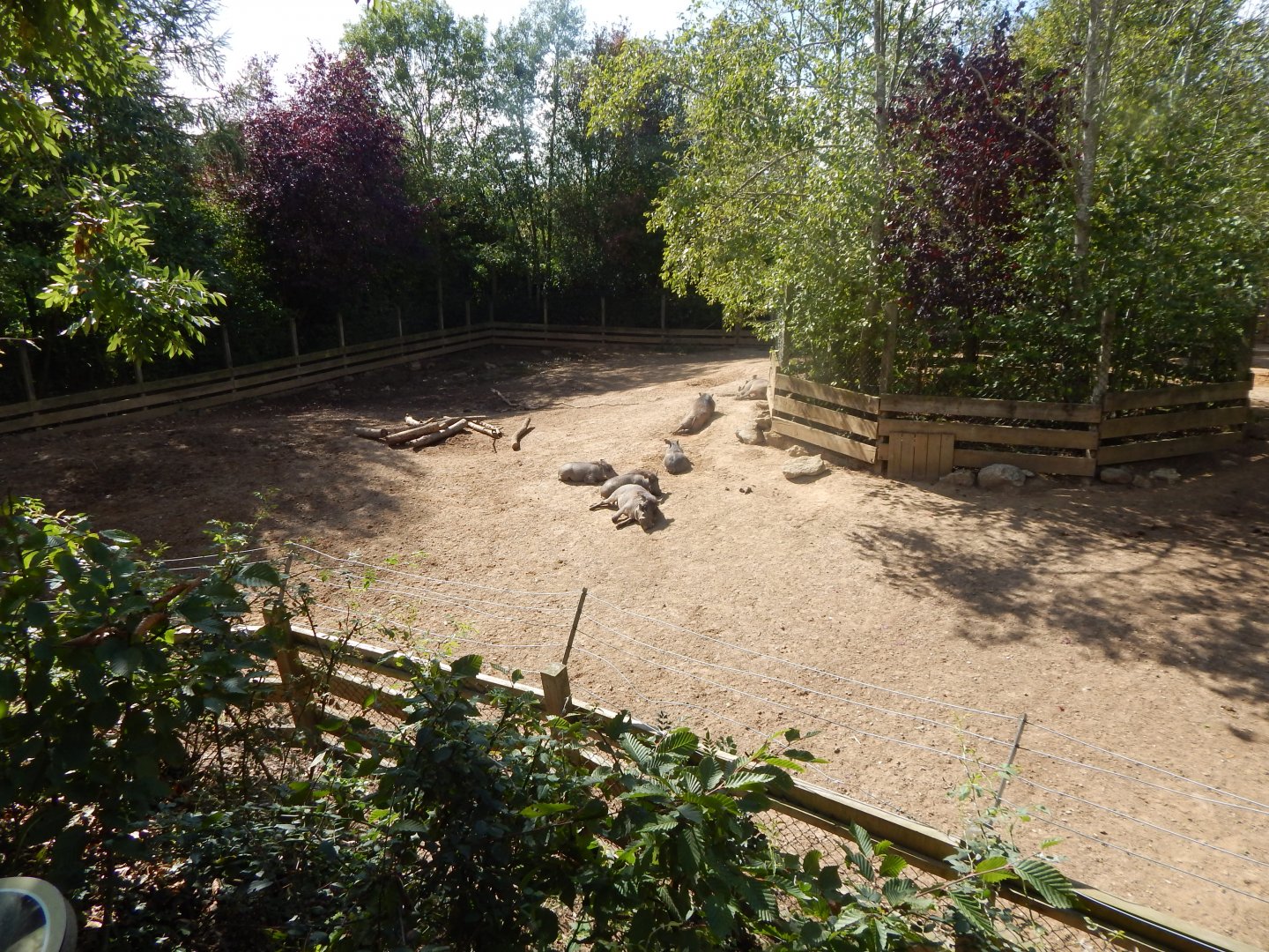 Edge of Africa - Common warthog/Northern warthog enclosure 110925