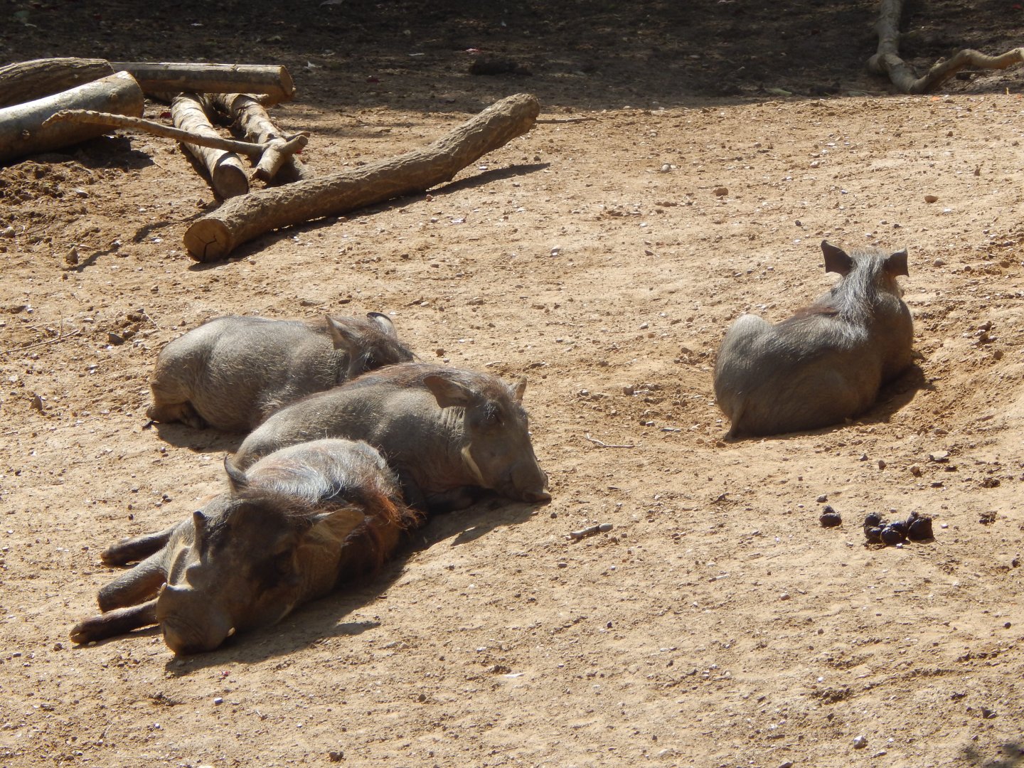 Edge of Africa - Common warthogs/Northern warthogs 110925
