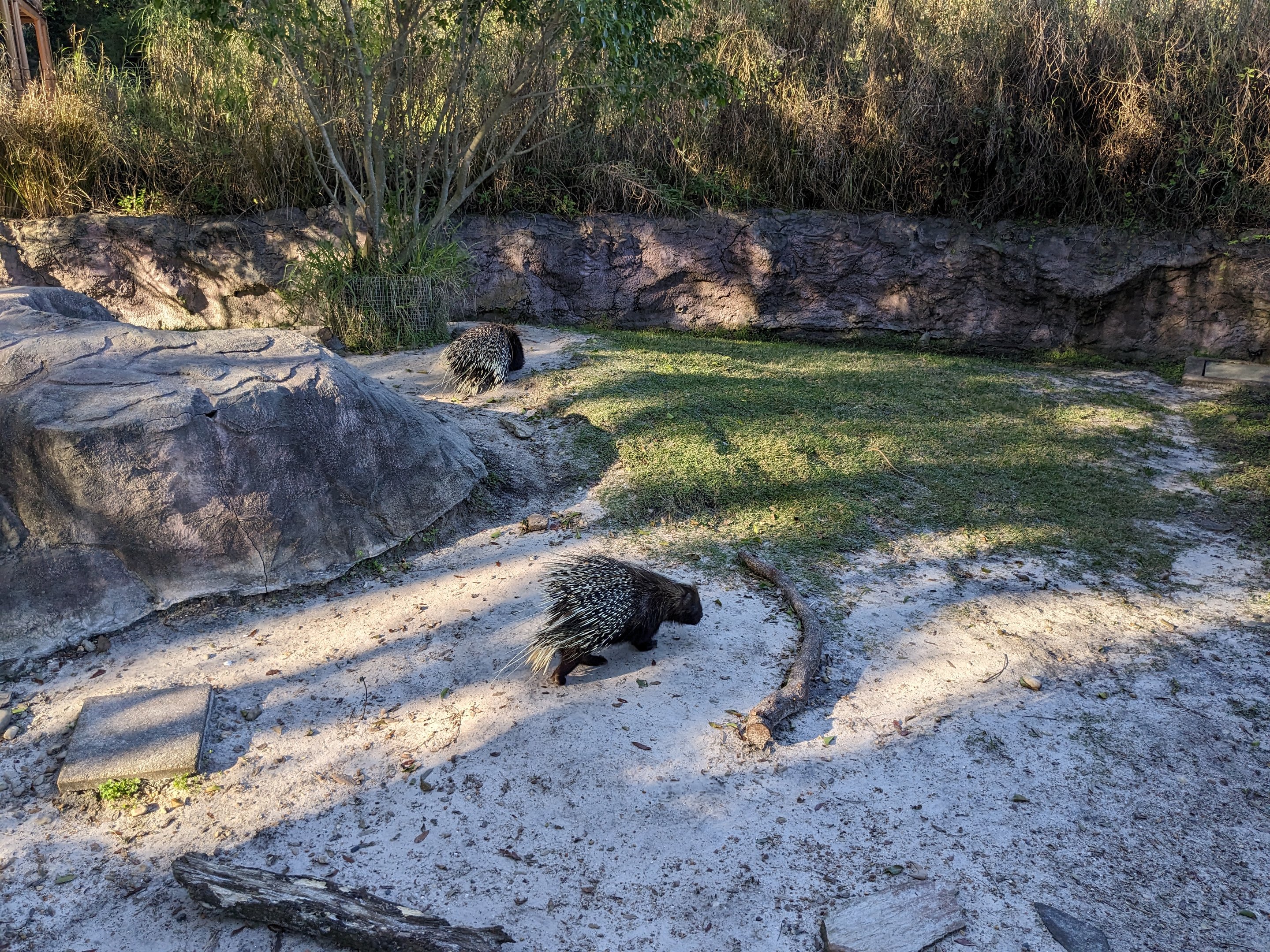 Edge of Africa -  crested porcupine
