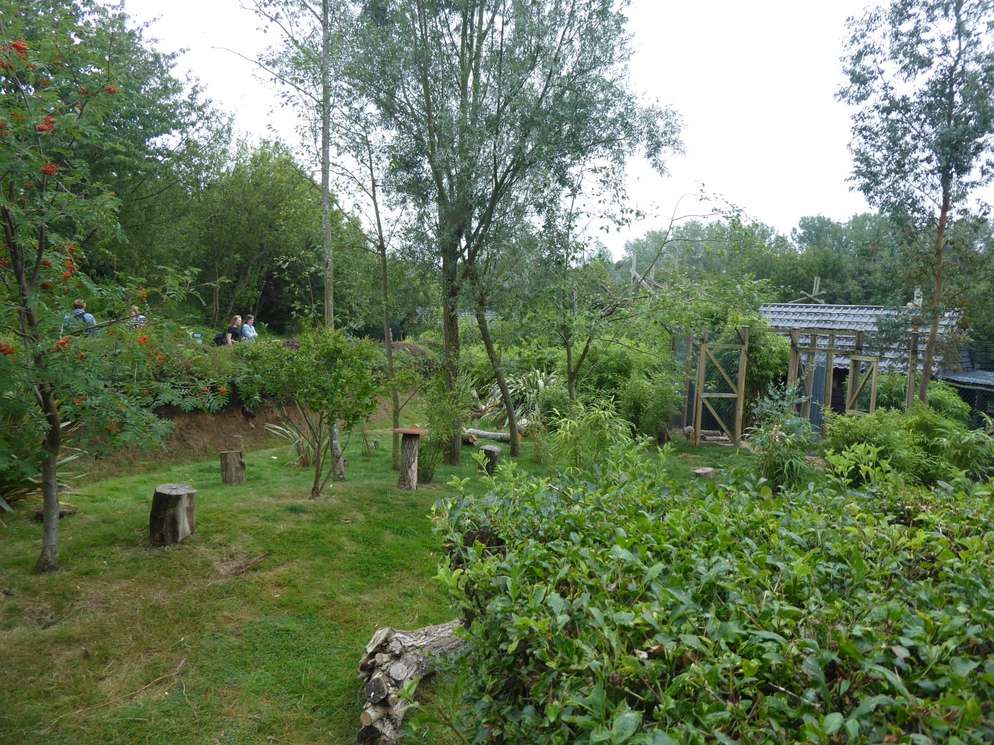 Edge of Africa - Eastern grey crowned-crane and Kirk's dik-dik exhibit 050819