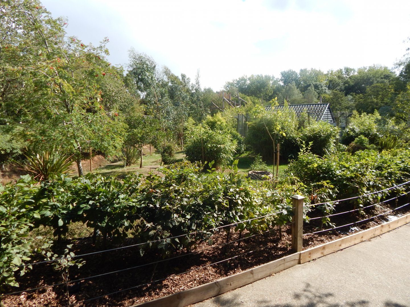 Edge of Africa - Eastern grey crowned crane/Kirk's dik-dik enclosure 110925