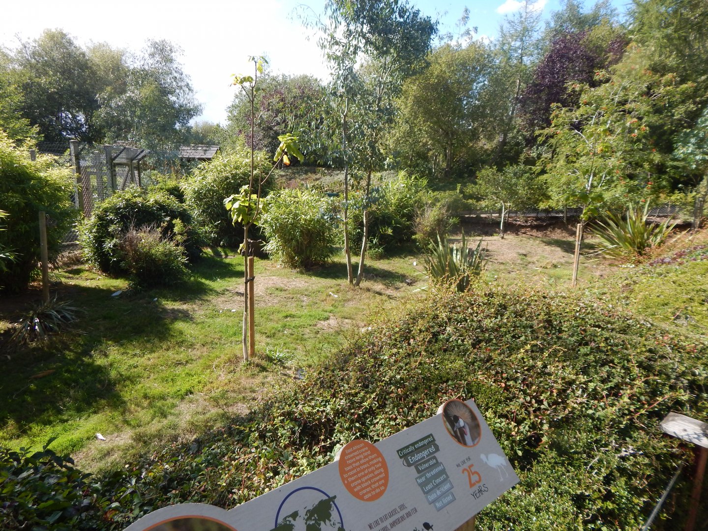 Edge of Africa - Eastern grey crowned crane/Kirk's dik-dik enclosure 110925