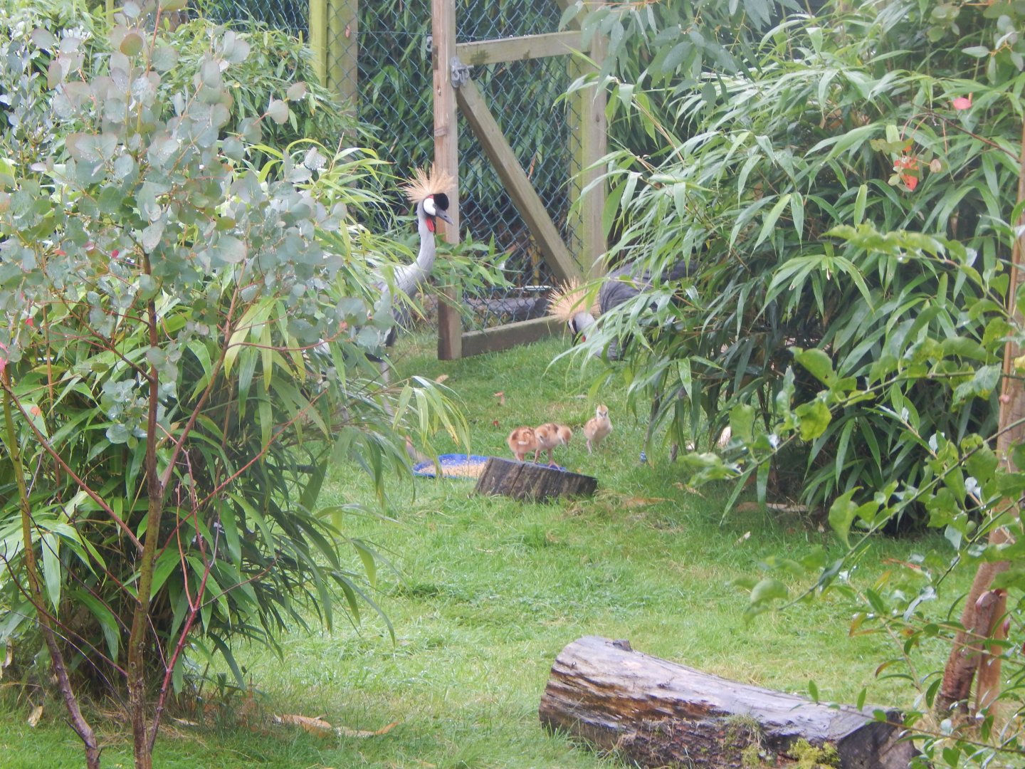 Edge of Africa - Eastern grey crowned-cranes 140921