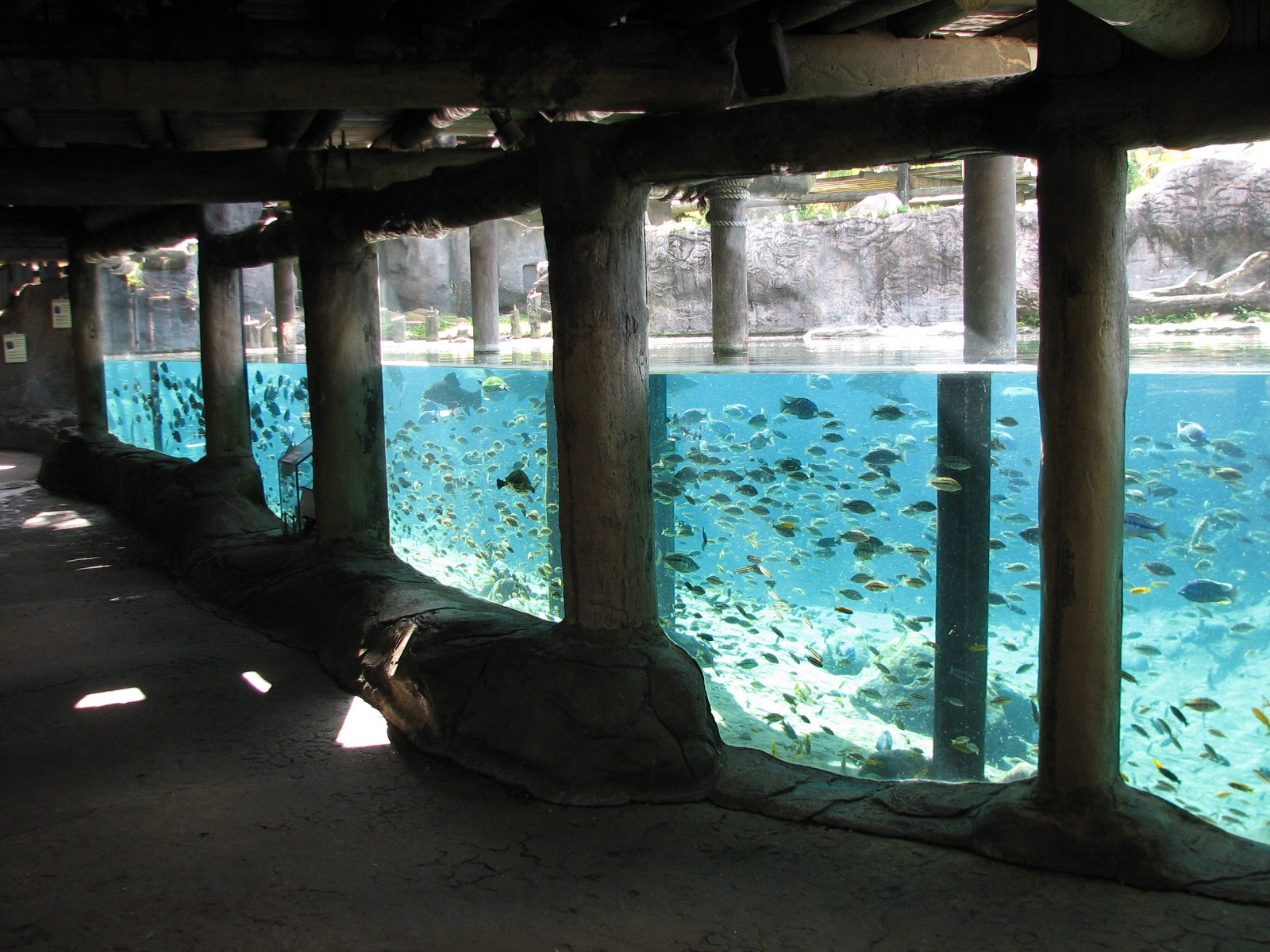 Edge of Africa Hippopotamus Exhibit