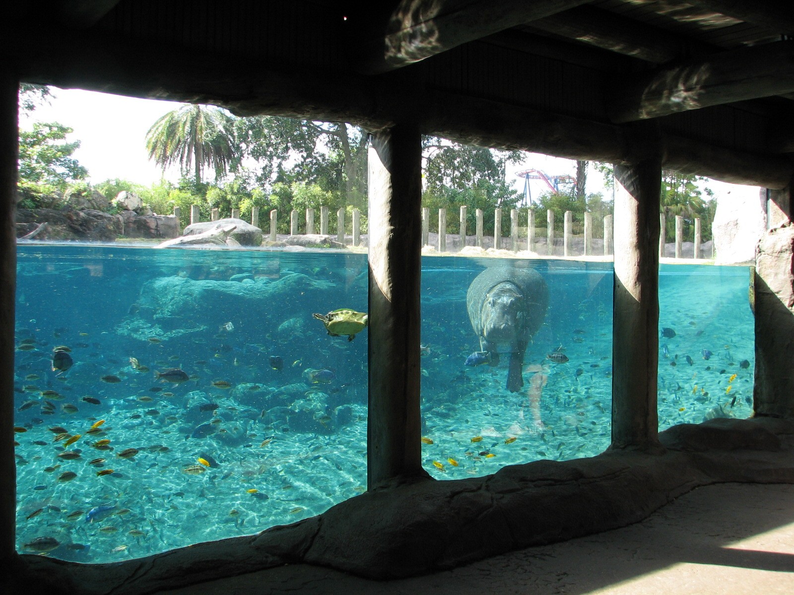 Edge of Africa Hippopotamus Exhibit