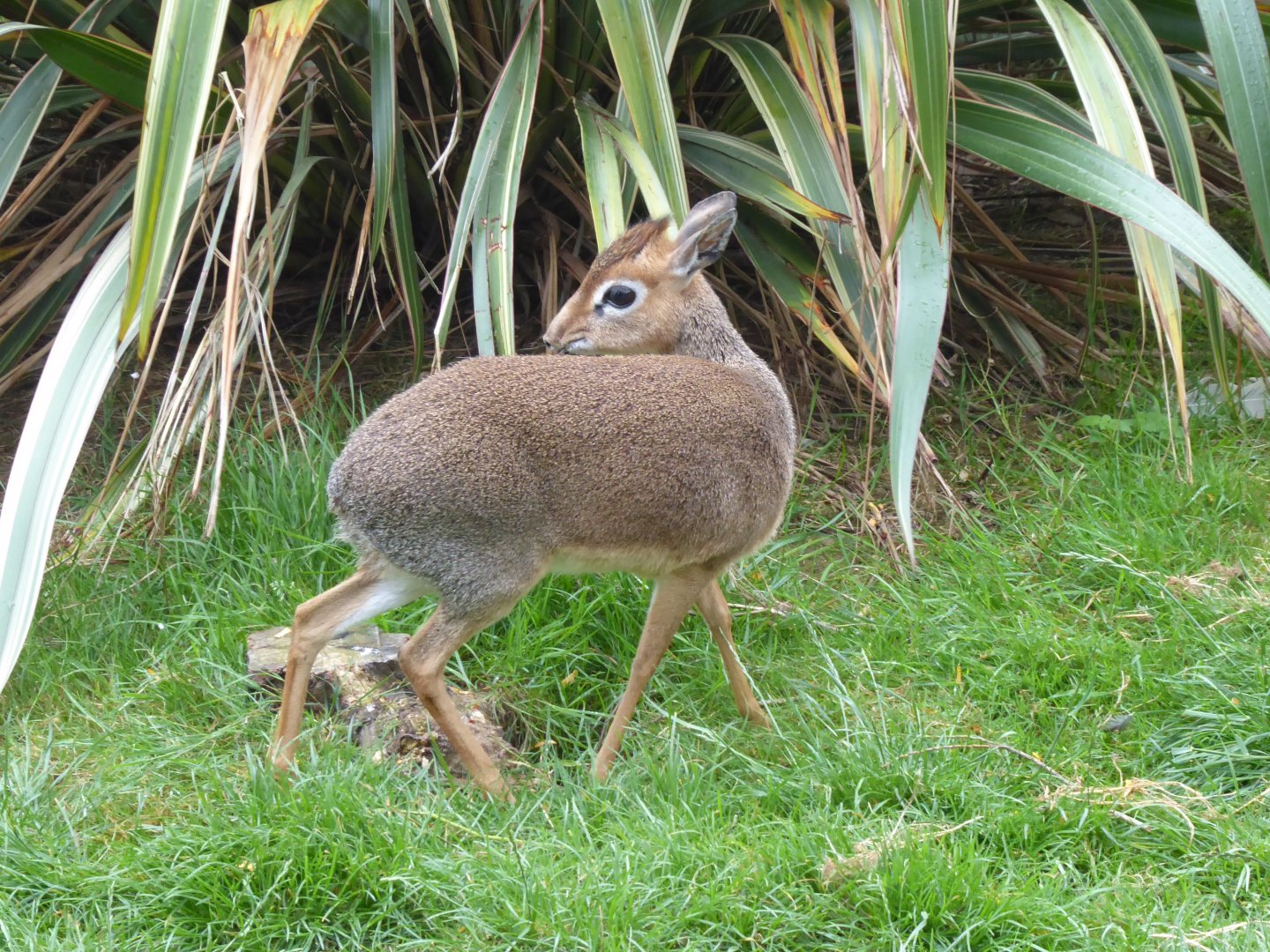 Edge of Africa - Kirk's dik-dik 050819