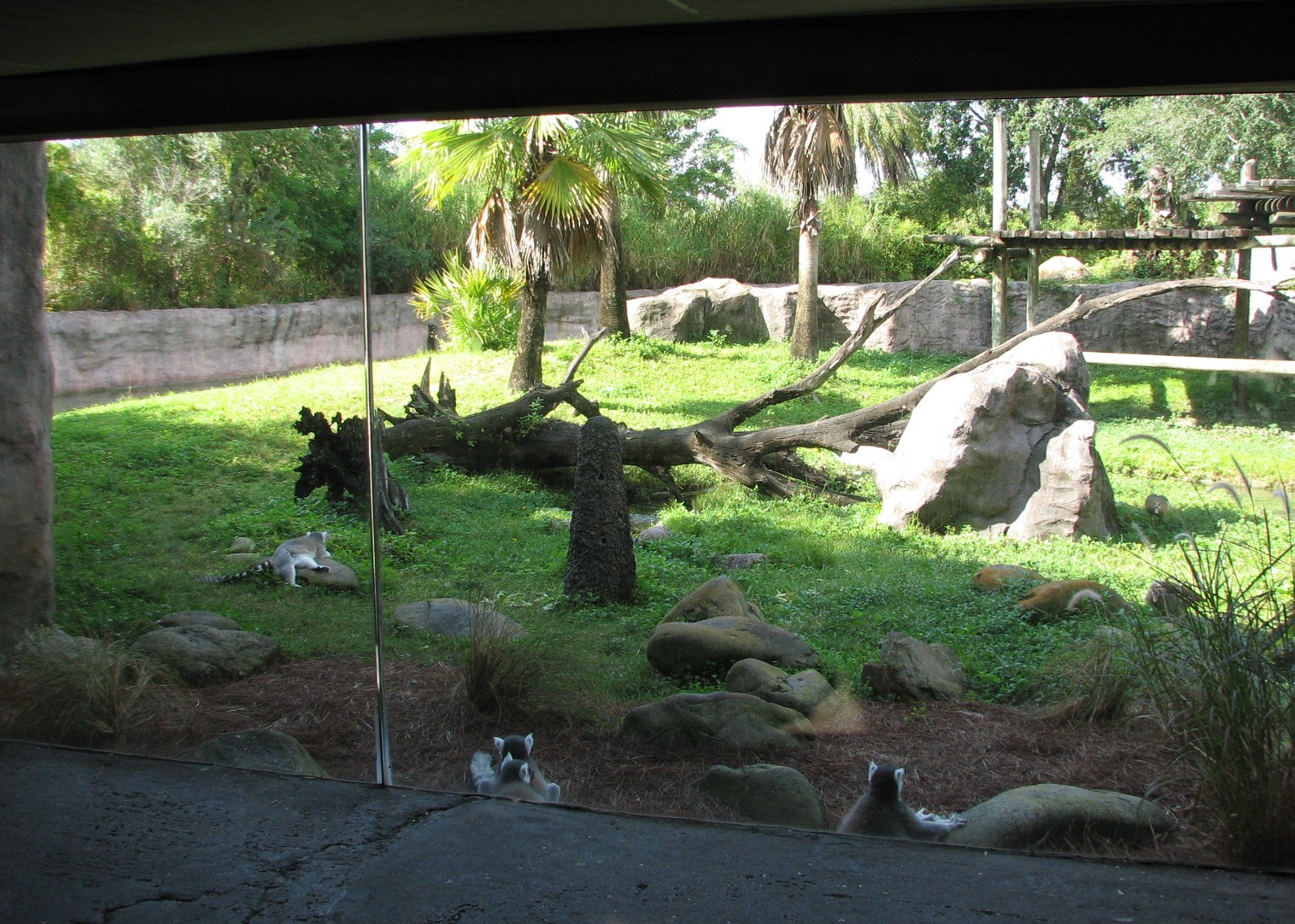Edge of Africa Lemur Exhibit