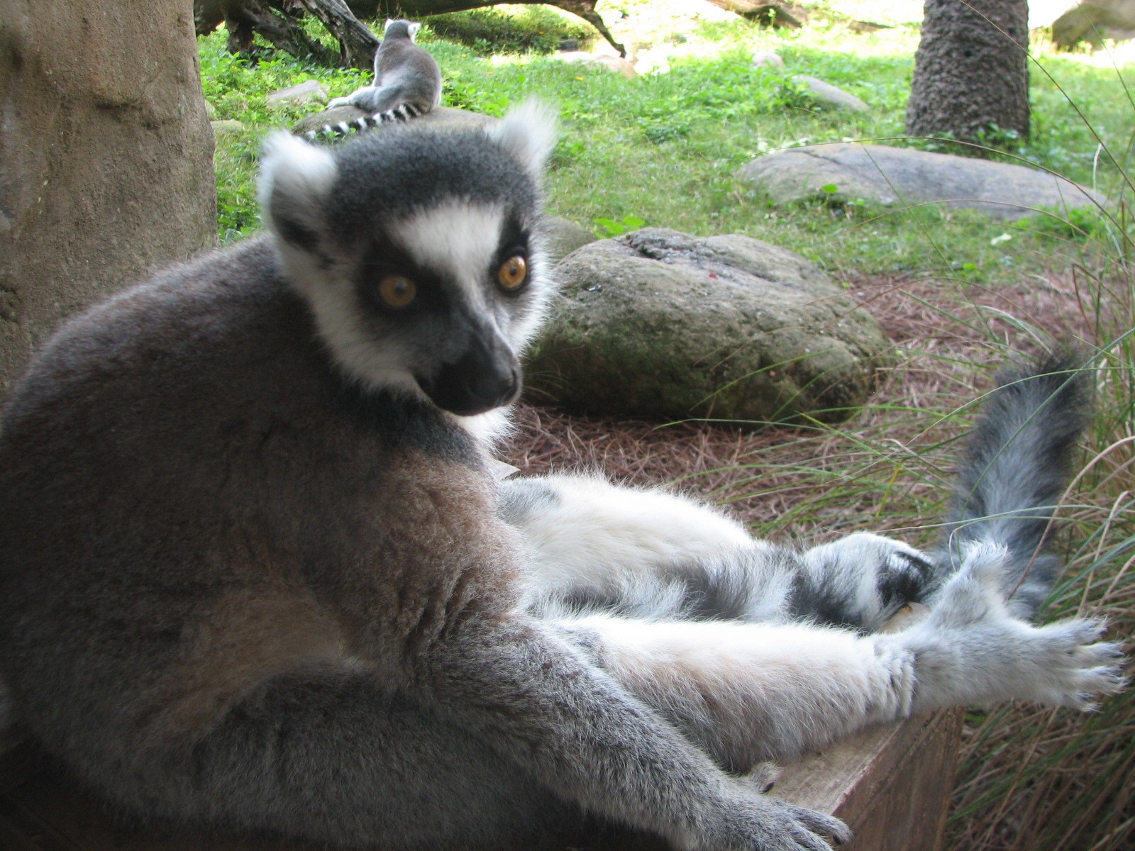 Edge of Africa Lemur Exhibit