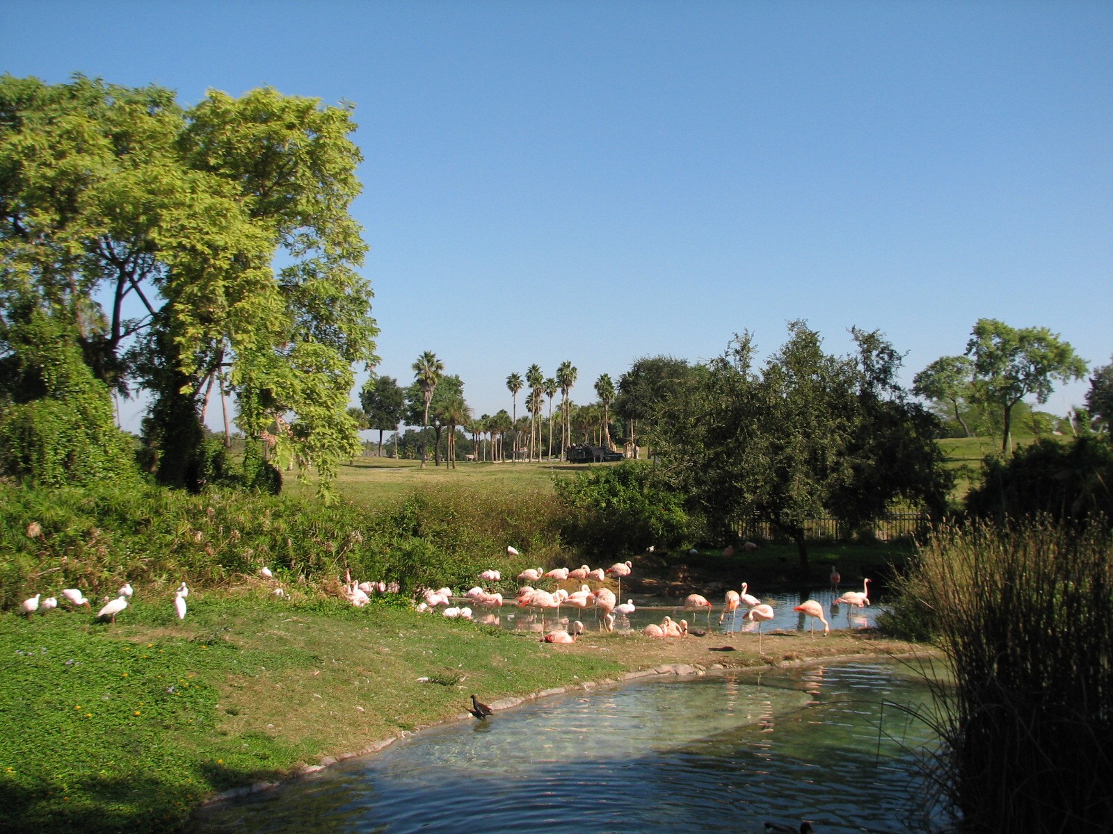 Edge of Africa - Lesser Flamingo Exhibit