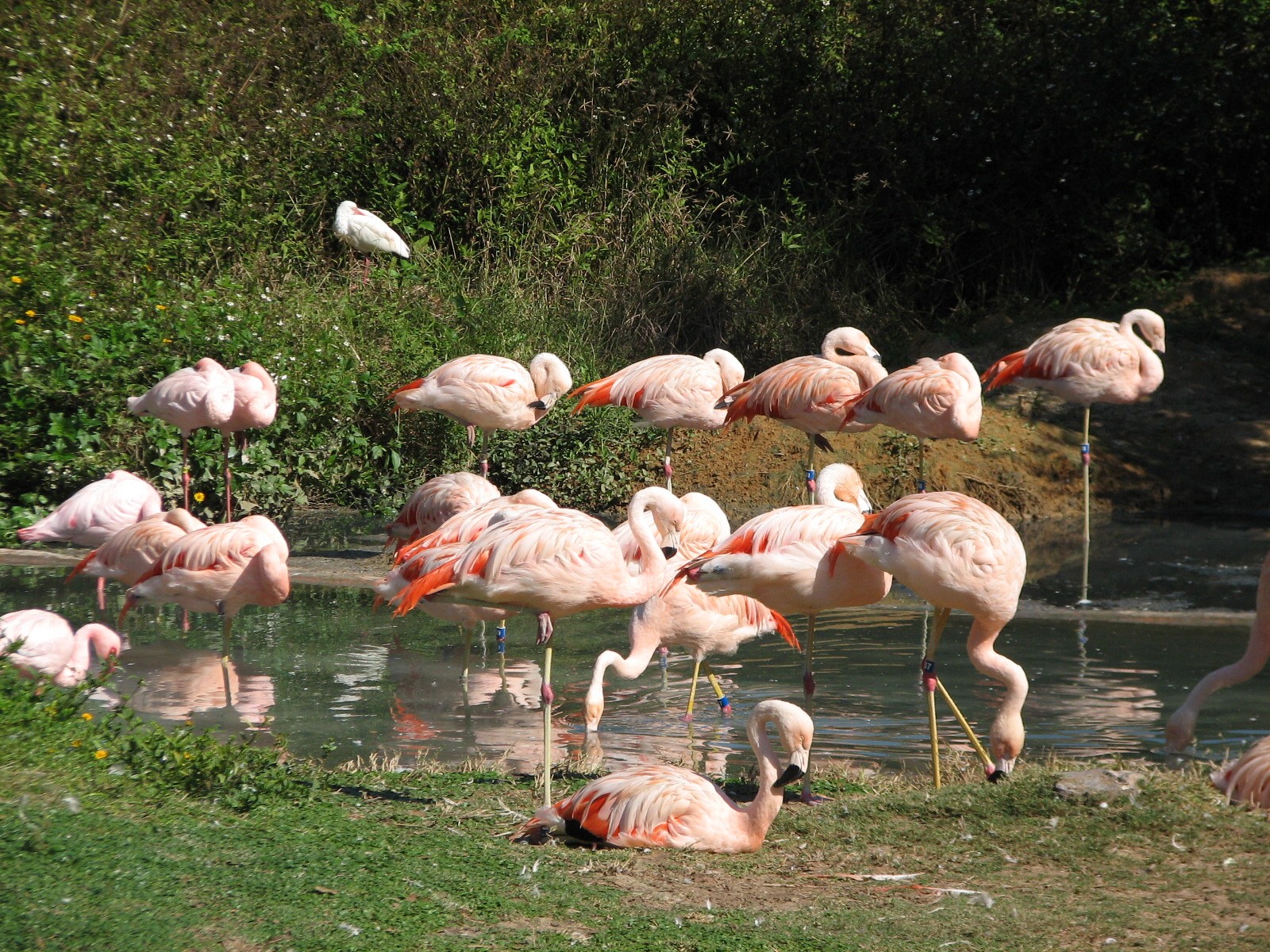 Edge of Africa - Lesser Flamingo Exhibit