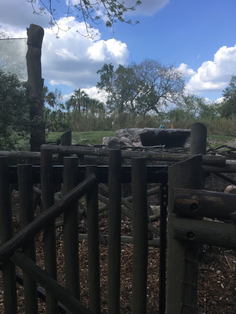 Edge of Africa - Lion Exhibit