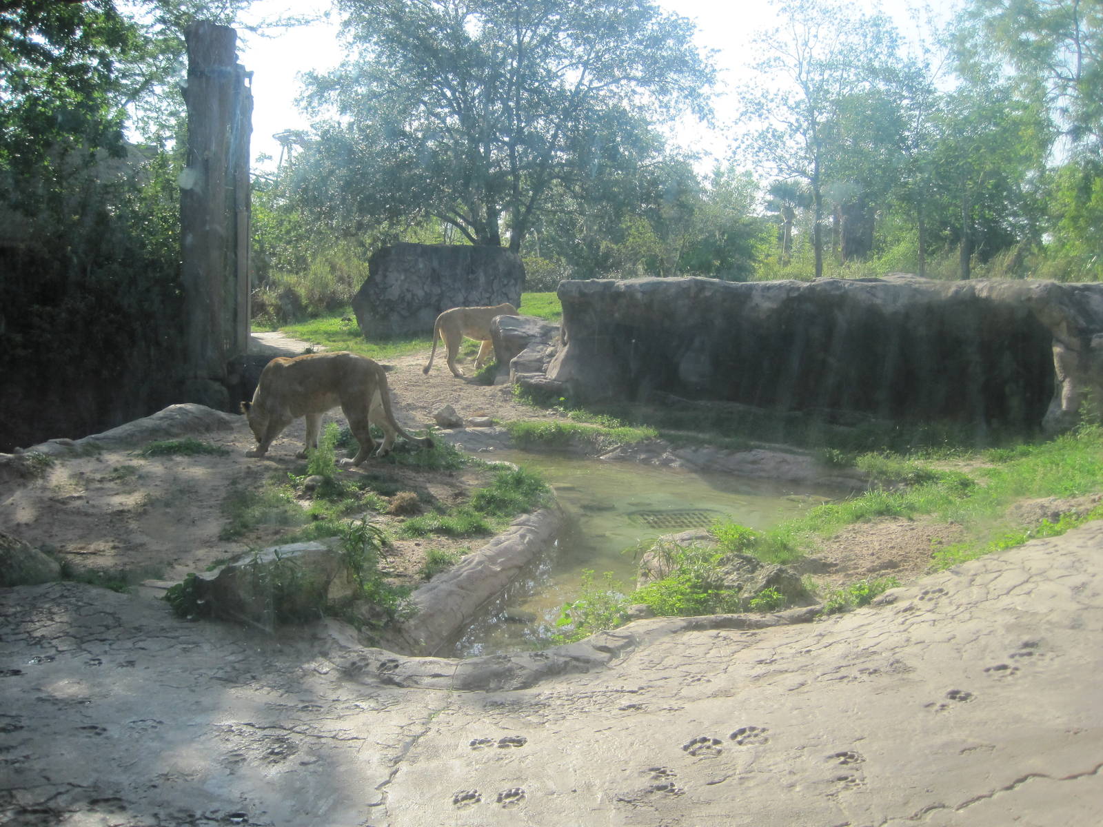 Edge of Africa- Lion/Hyena Exhibit