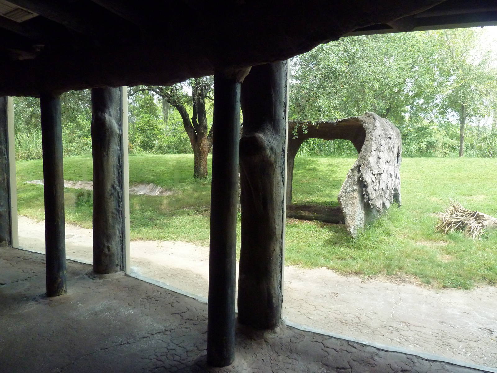 Edge of Africa - Lion/Spotted Hyena Rotational Exhibit