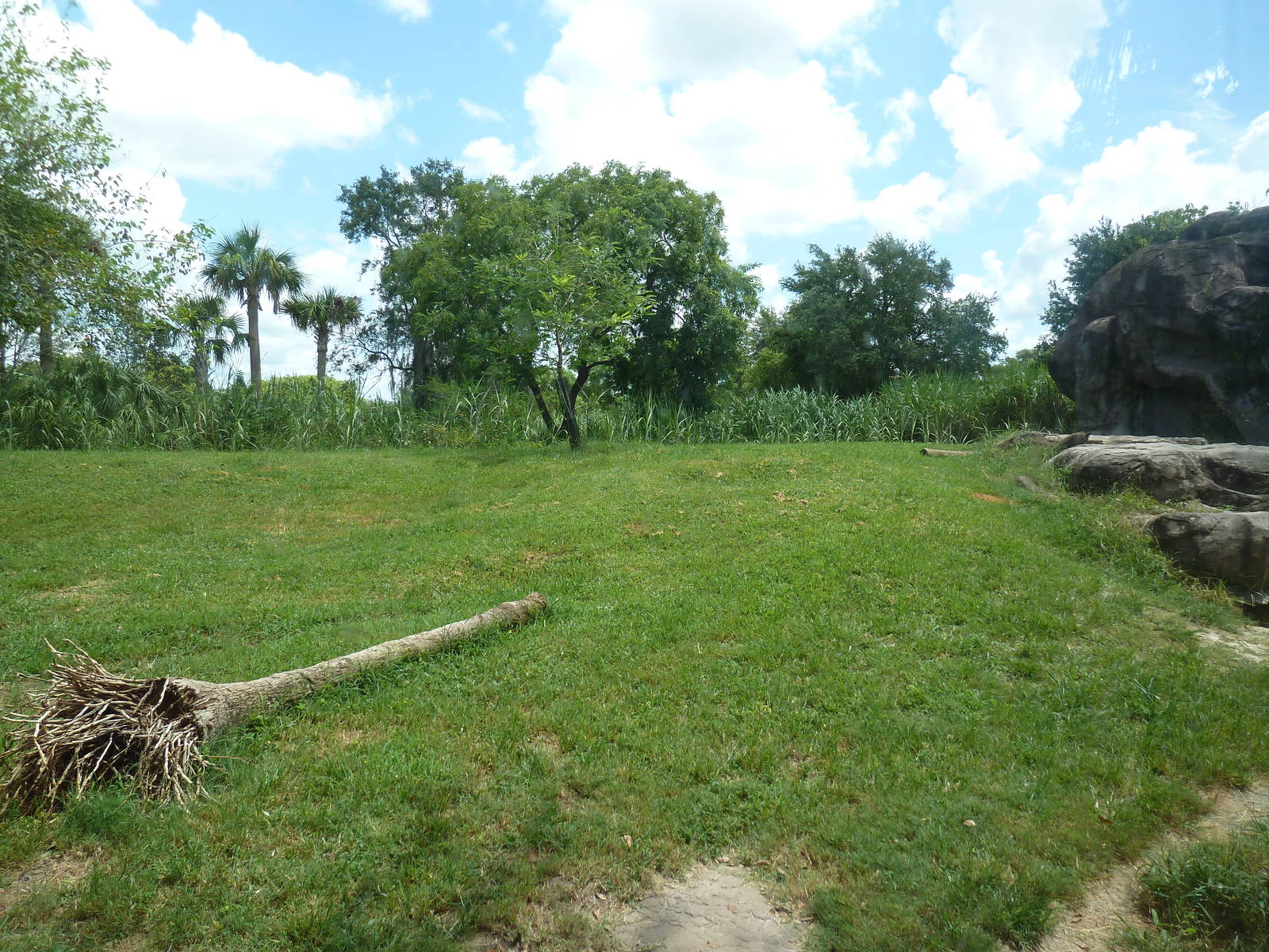 Edge of Africa - Lion/Spotted Hyena Rotational Exhibit