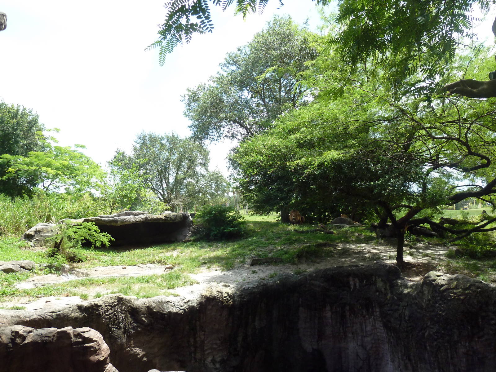 Edge of Africa - Lion/Spotted Hyena Rotational Exhibit
