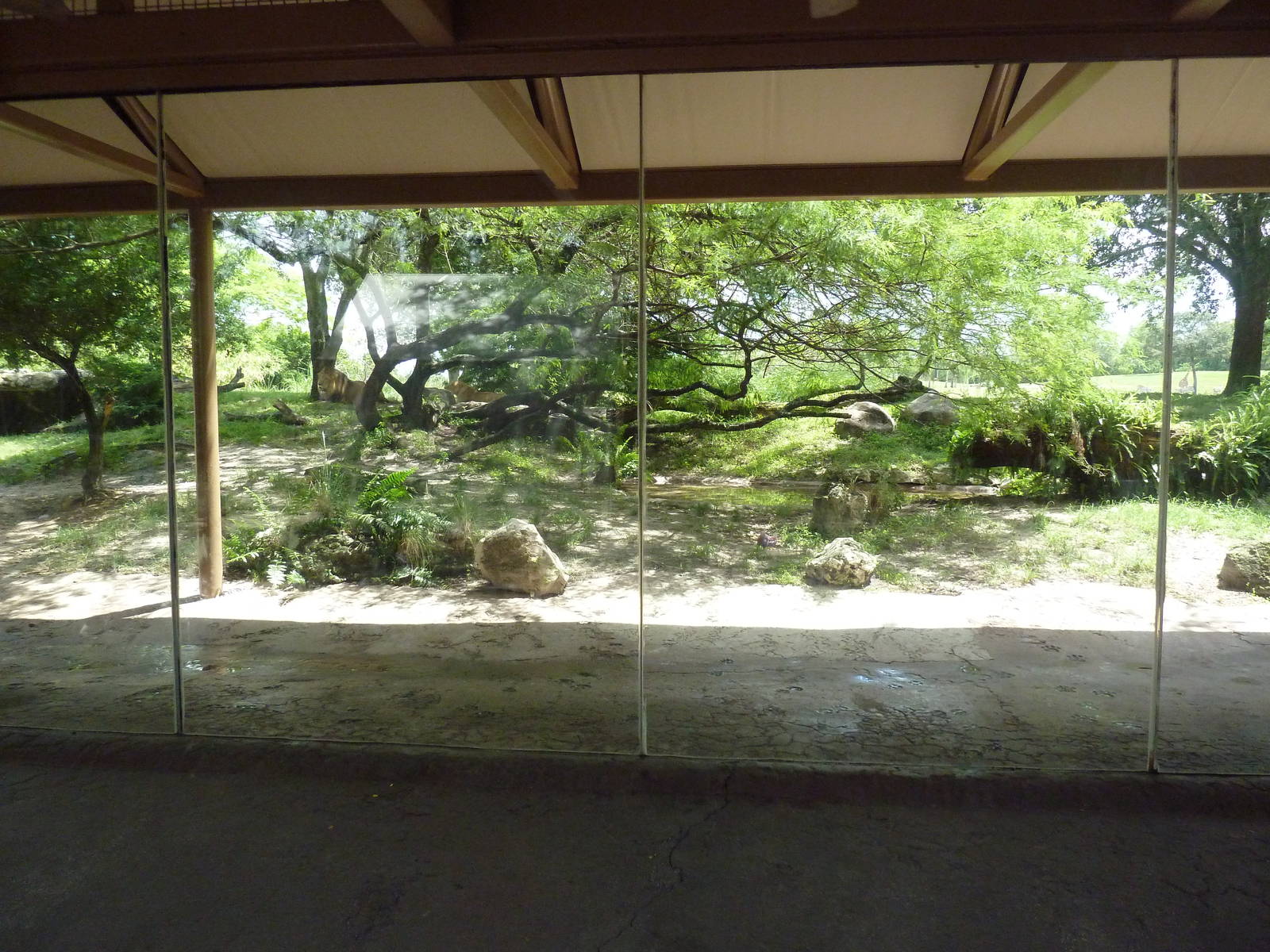 Edge of Africa - Lion/Spotted Hyena Rotational Exhibit