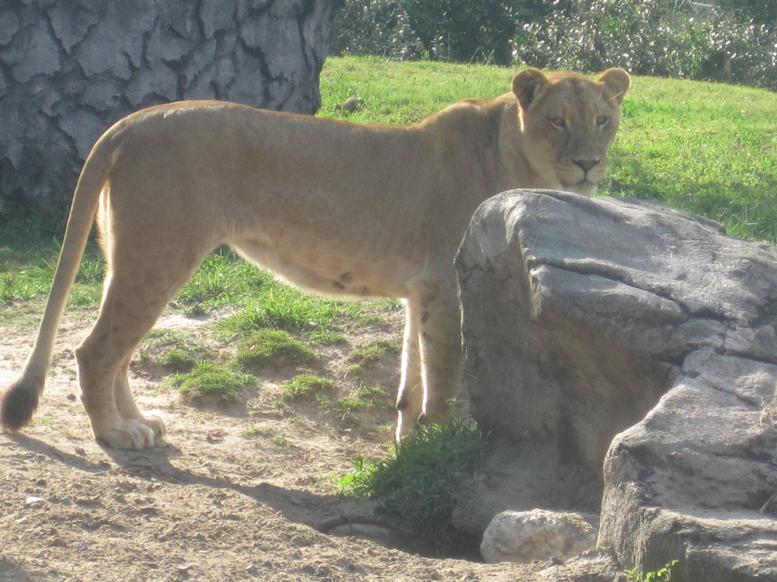 Edge of Africa- Lioness