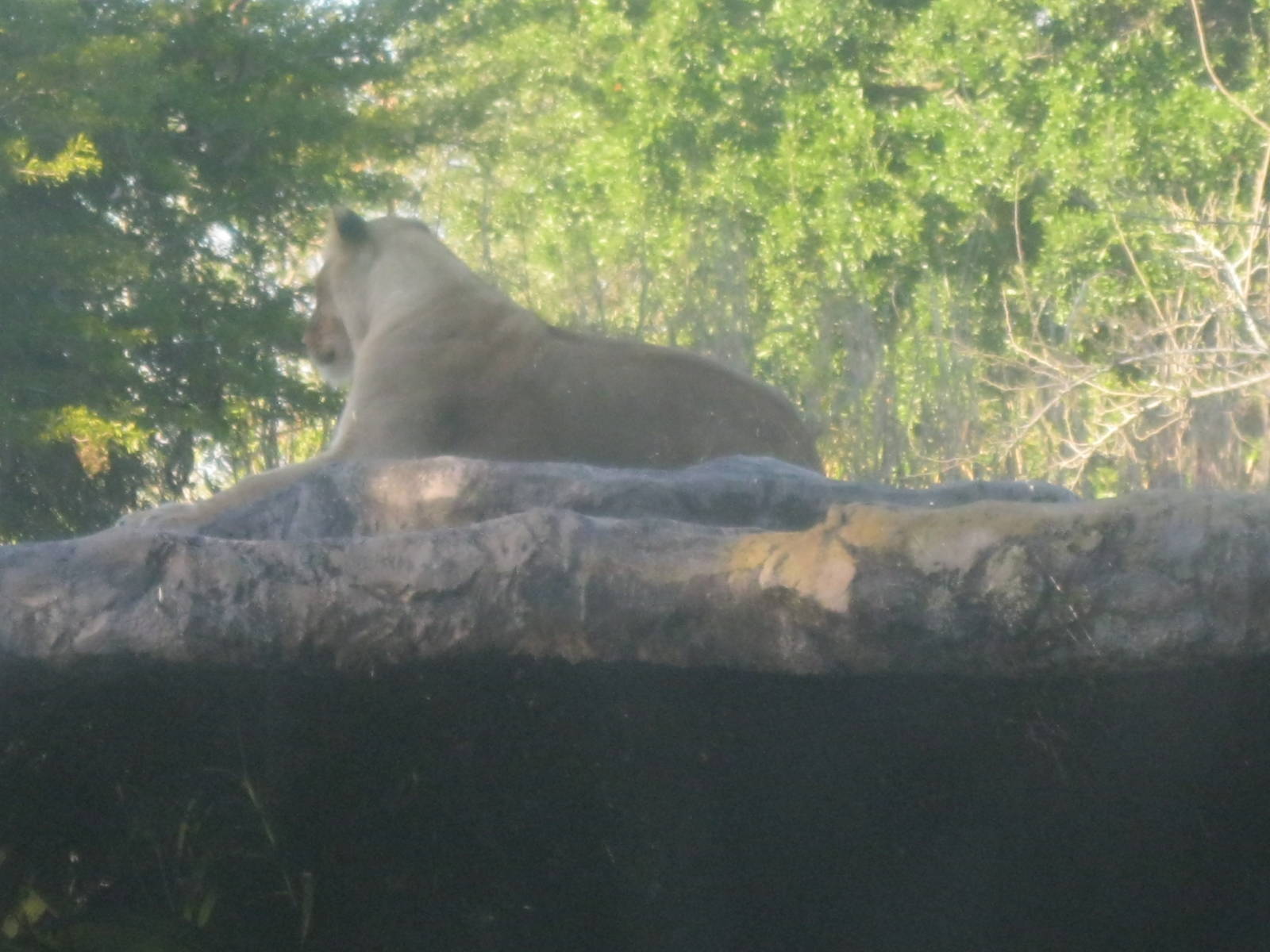 Edge of Africa- Lioness
