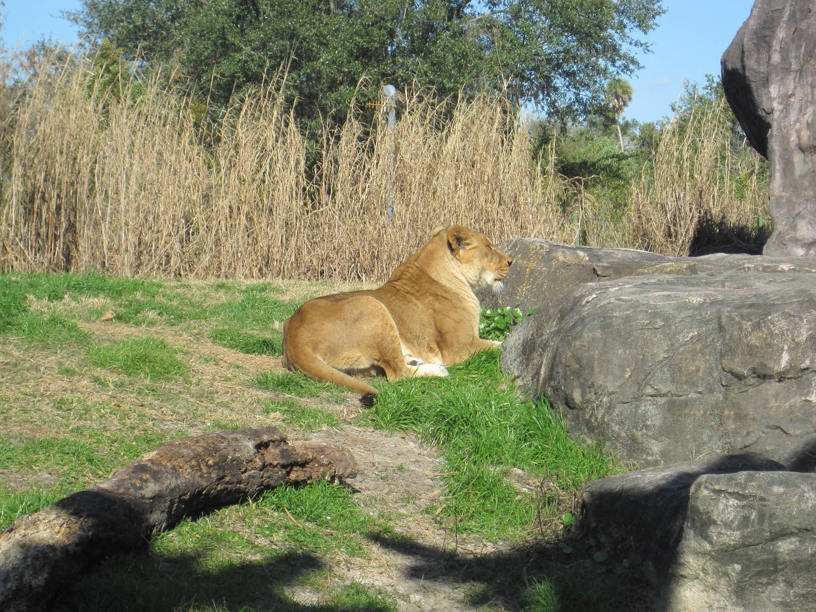 Edge of Africa- Lioness