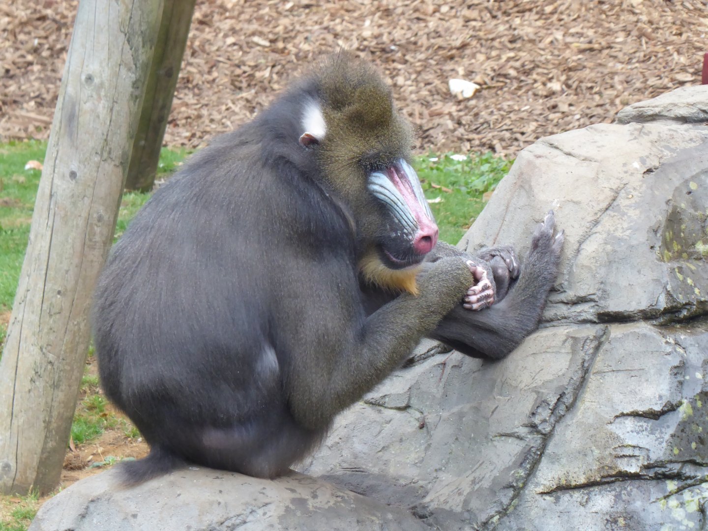 Edge of Africa - Mandrill 050819