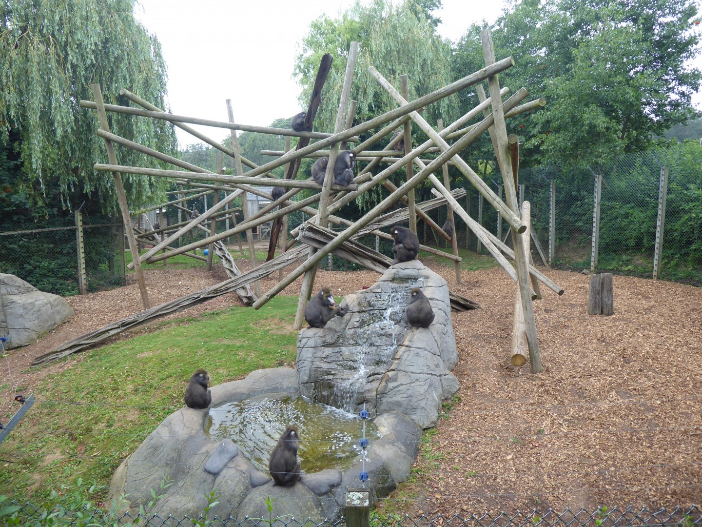 Edge of Africa Mandrill exhibit 050819