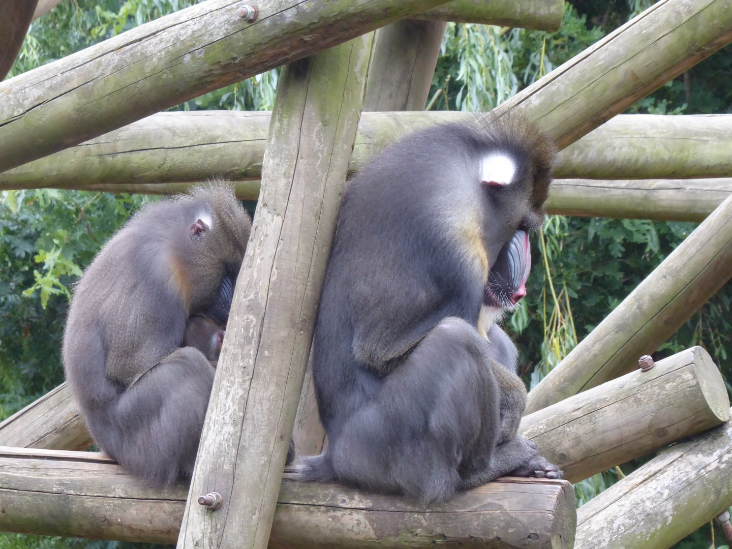 Edge of Africa - Mandrills 050819