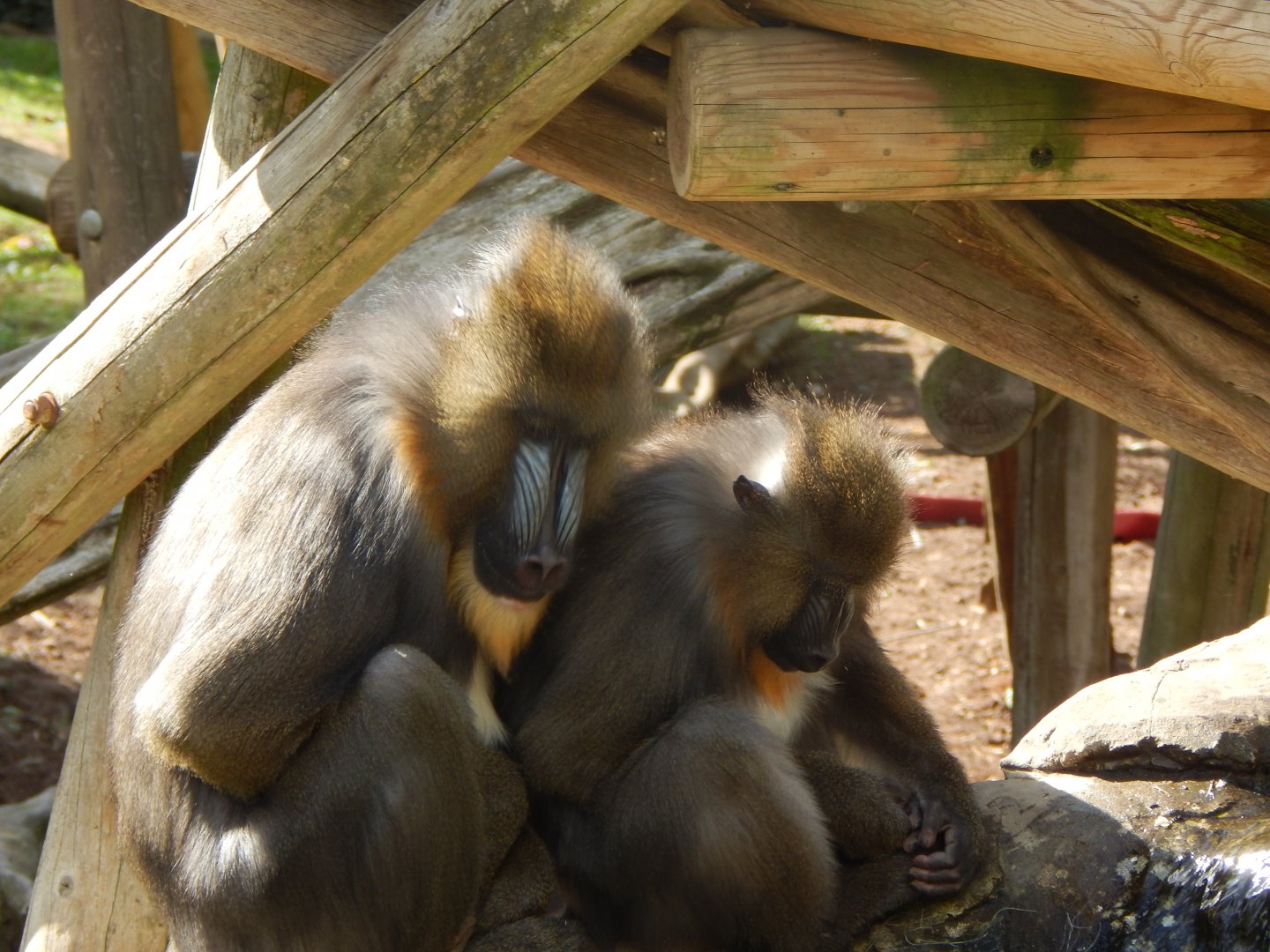 Edge of Africa - Mandrills 110925