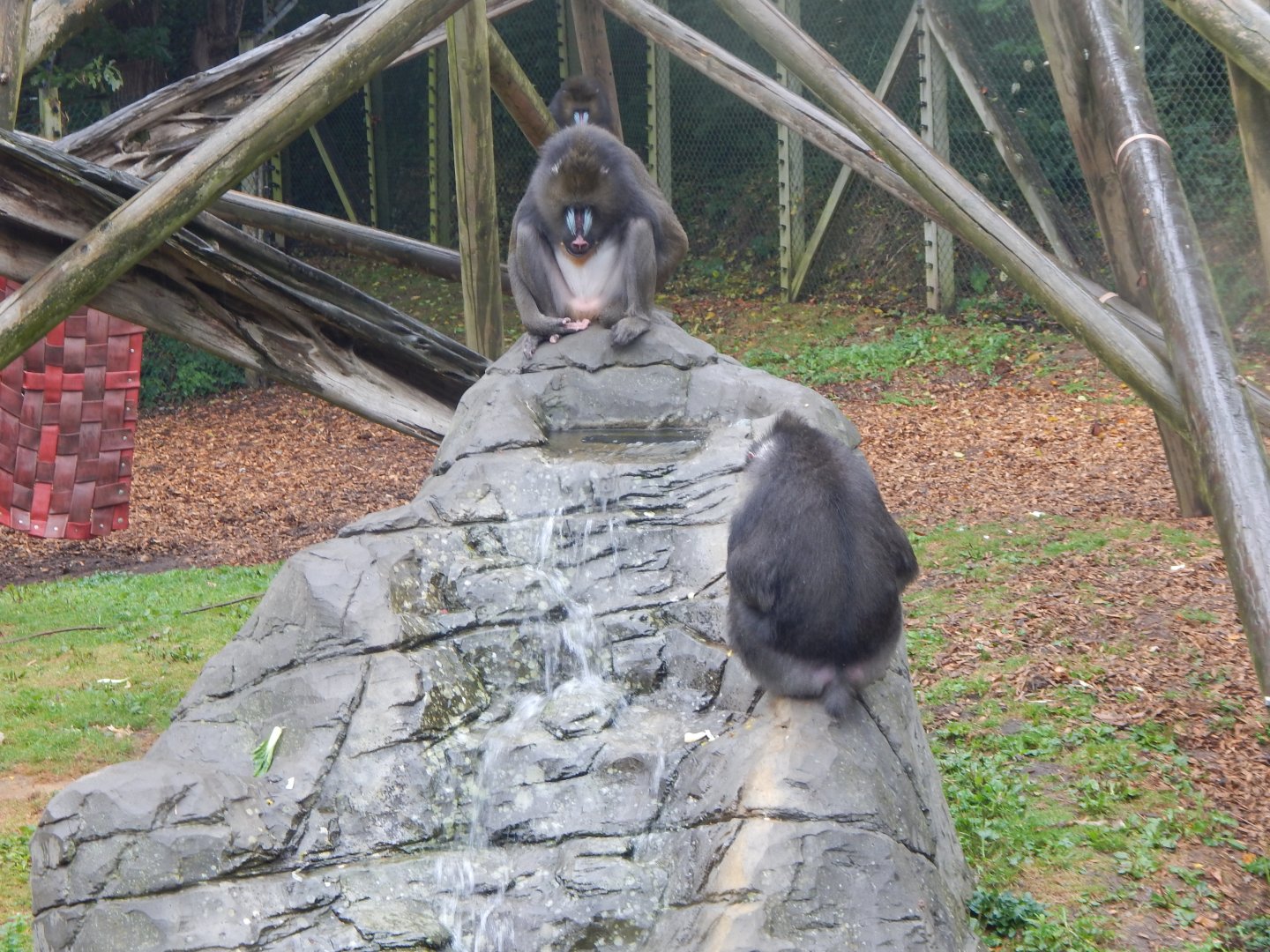 Edge of Africa - Mandrills 140921