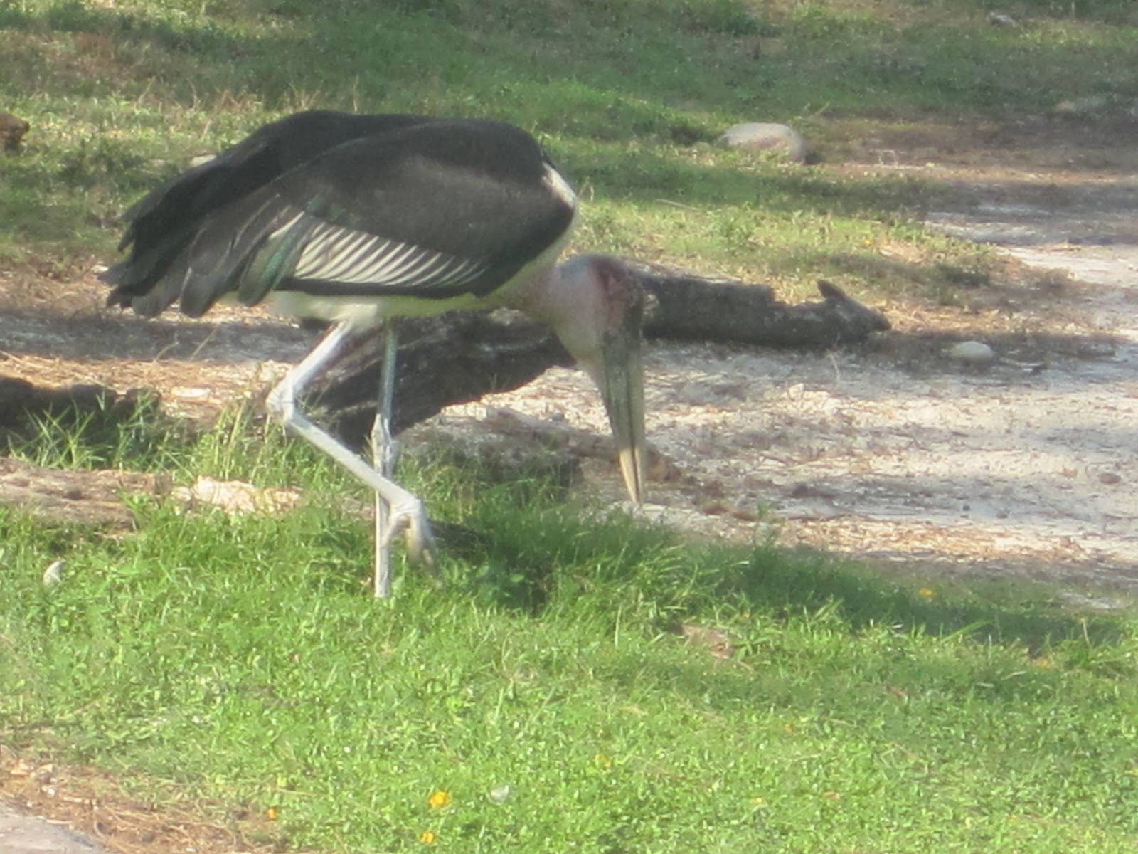 Edge of Africa- Marabou Stork