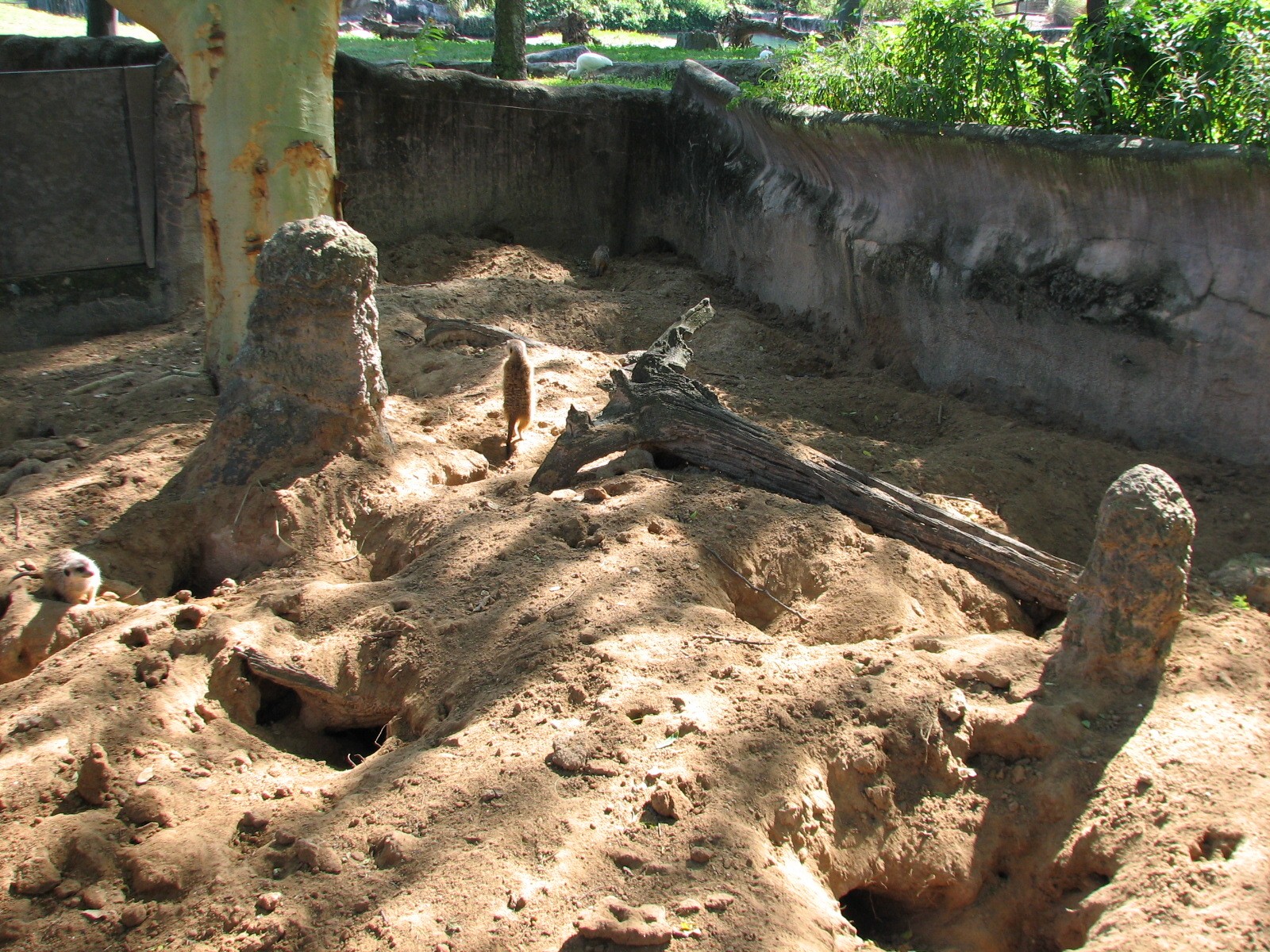 Edge of Africa - Meerkat Exhibit