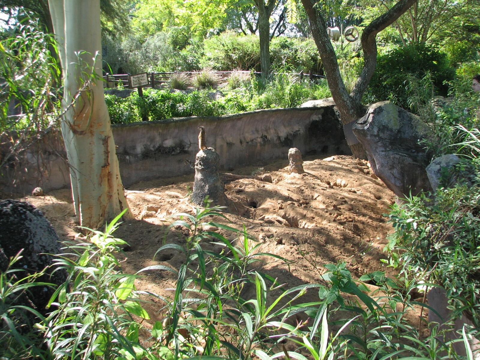 Edge of Africa - Meerkat Exhibit