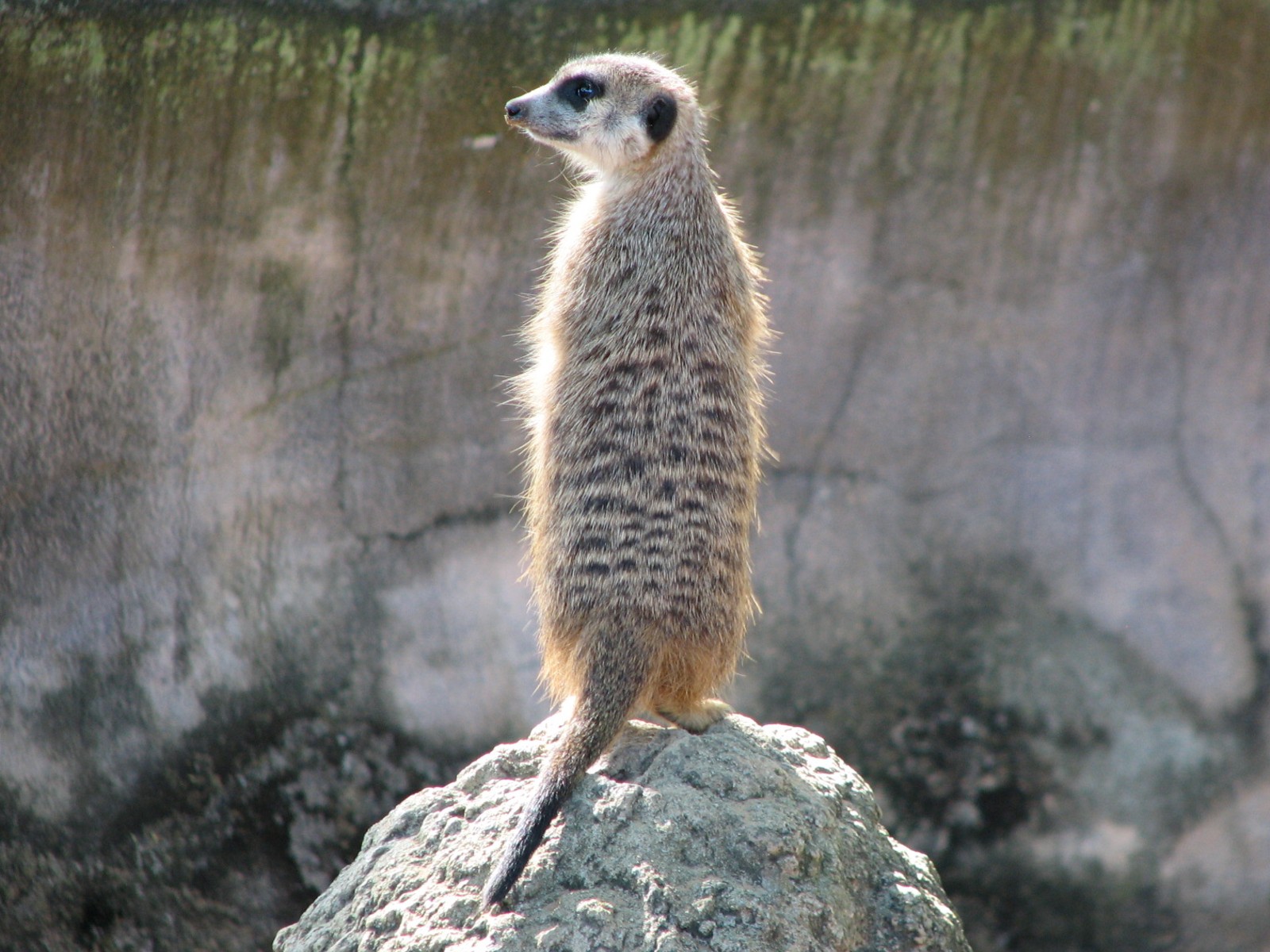 Edge of Africa - Meerkat Exhibit