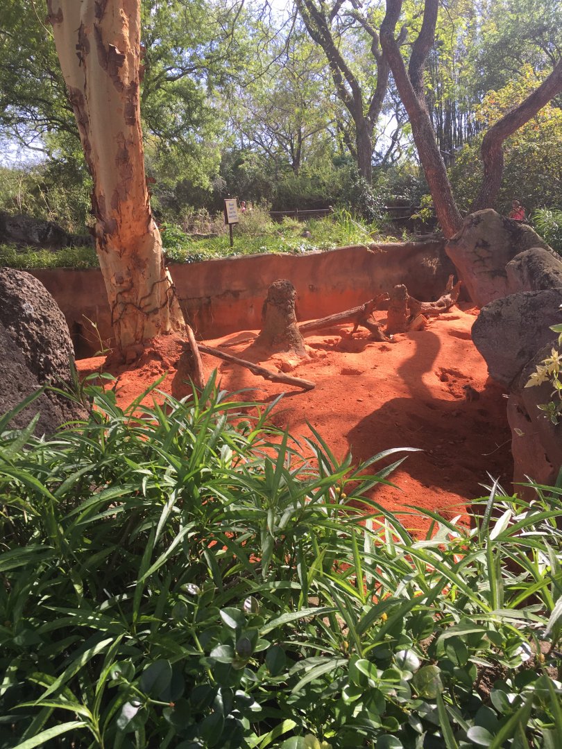 Edge of Africa - Meerkat Exhibit