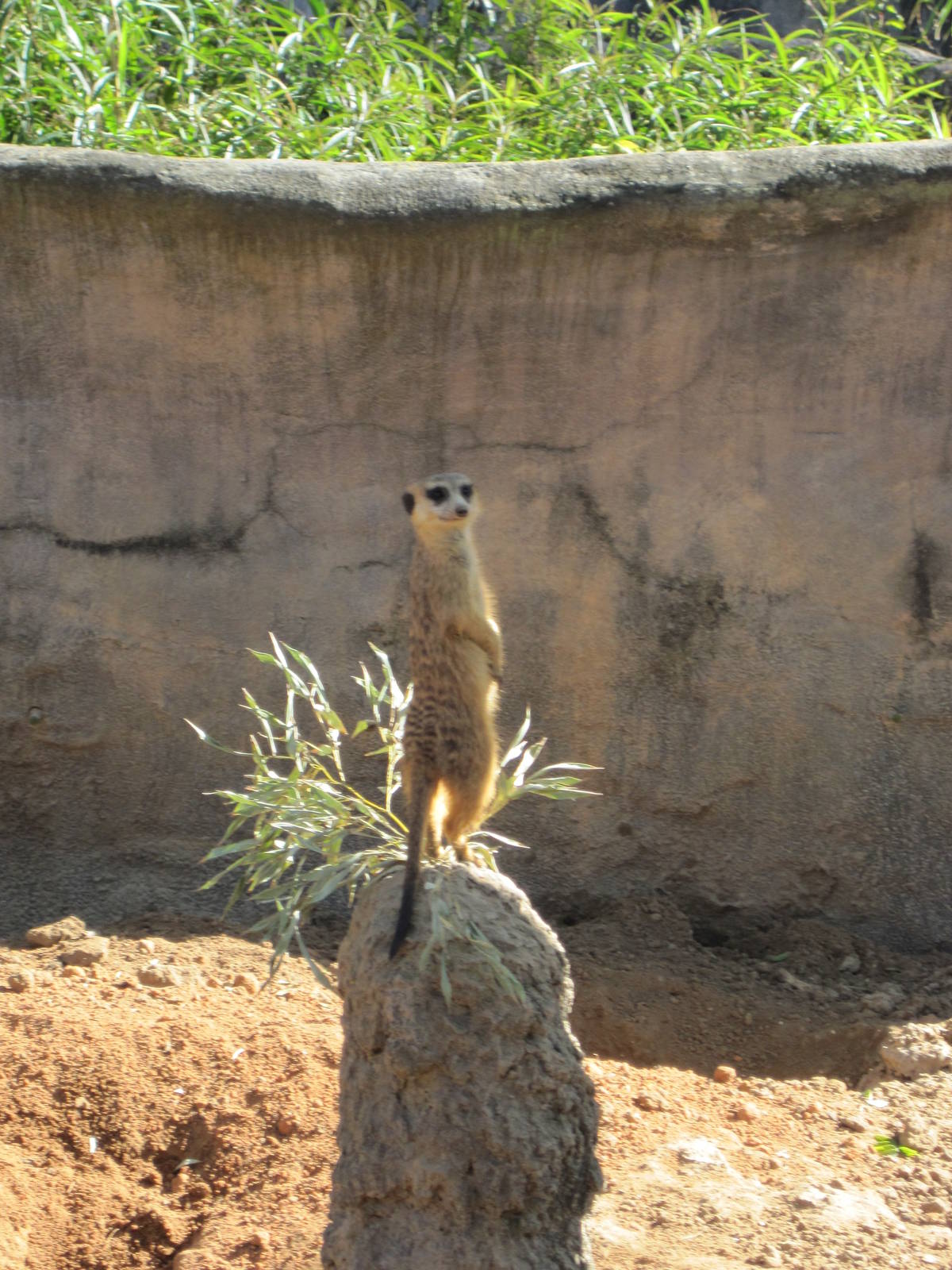 Edge of Africa- Meerkat