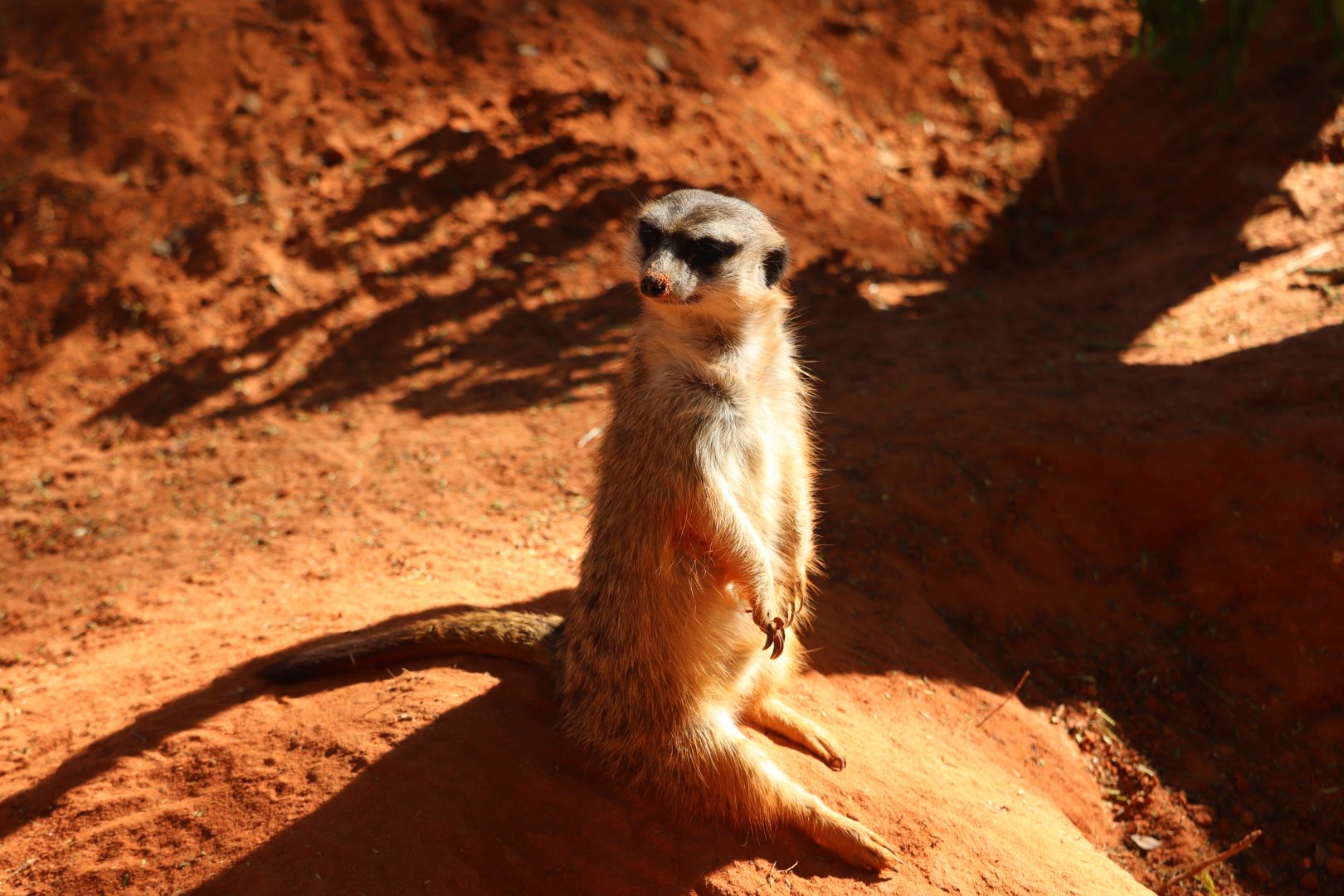 Edge of Africa - Meerkat