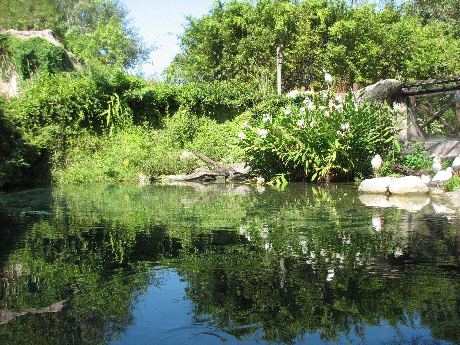Edge of Africa - Nile Crocodile Exhibit
