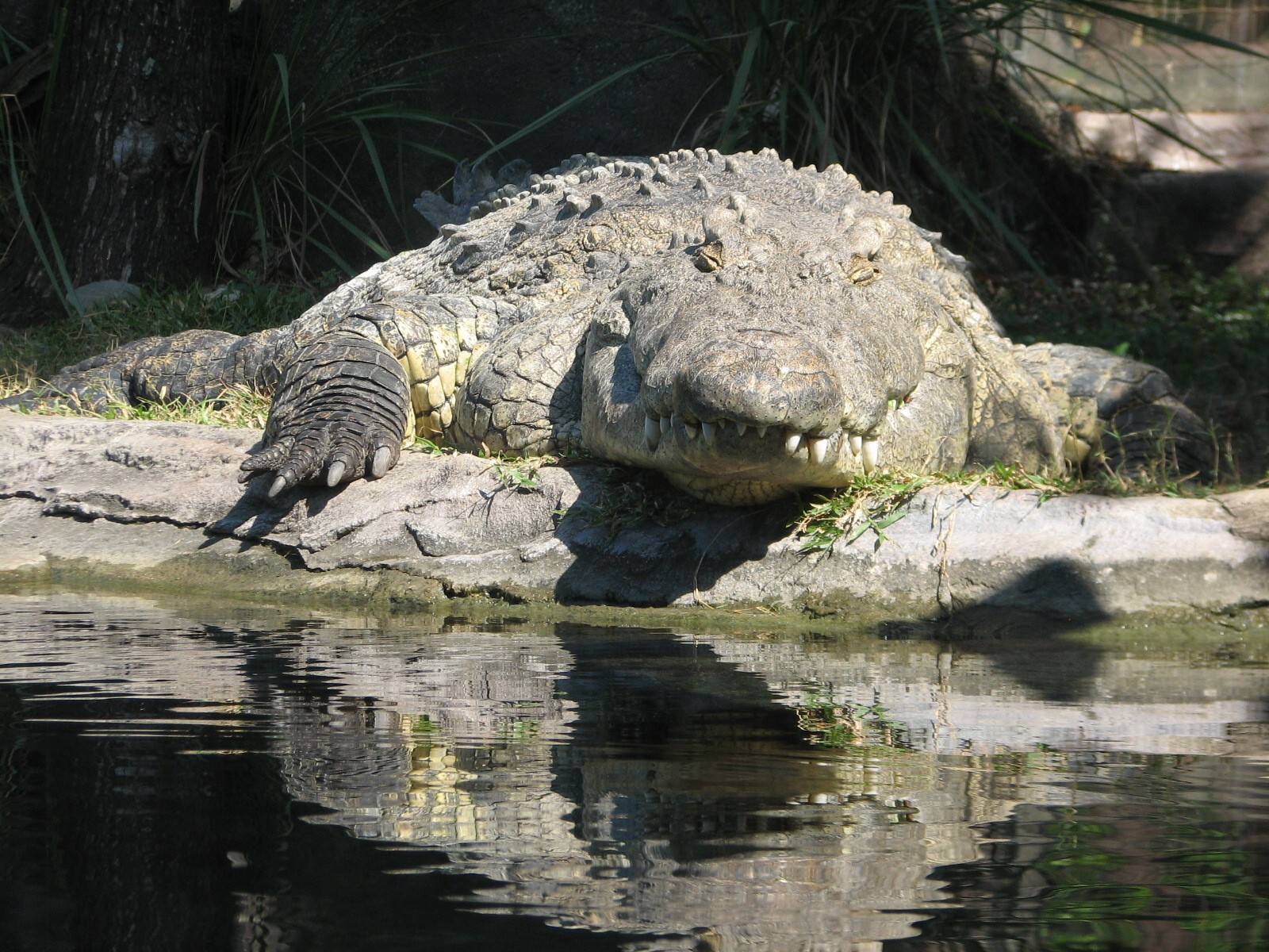 Edge of Africa - Nile Crocodile Exhibit