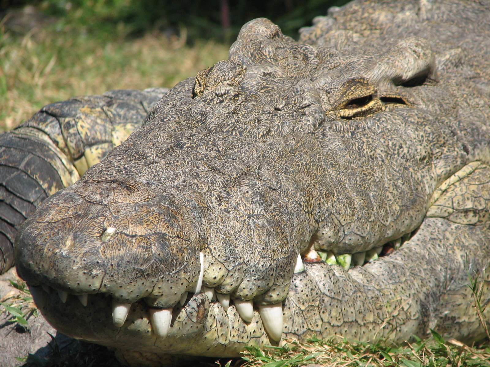Edge of Africa - Nile Crocodile Exhibit