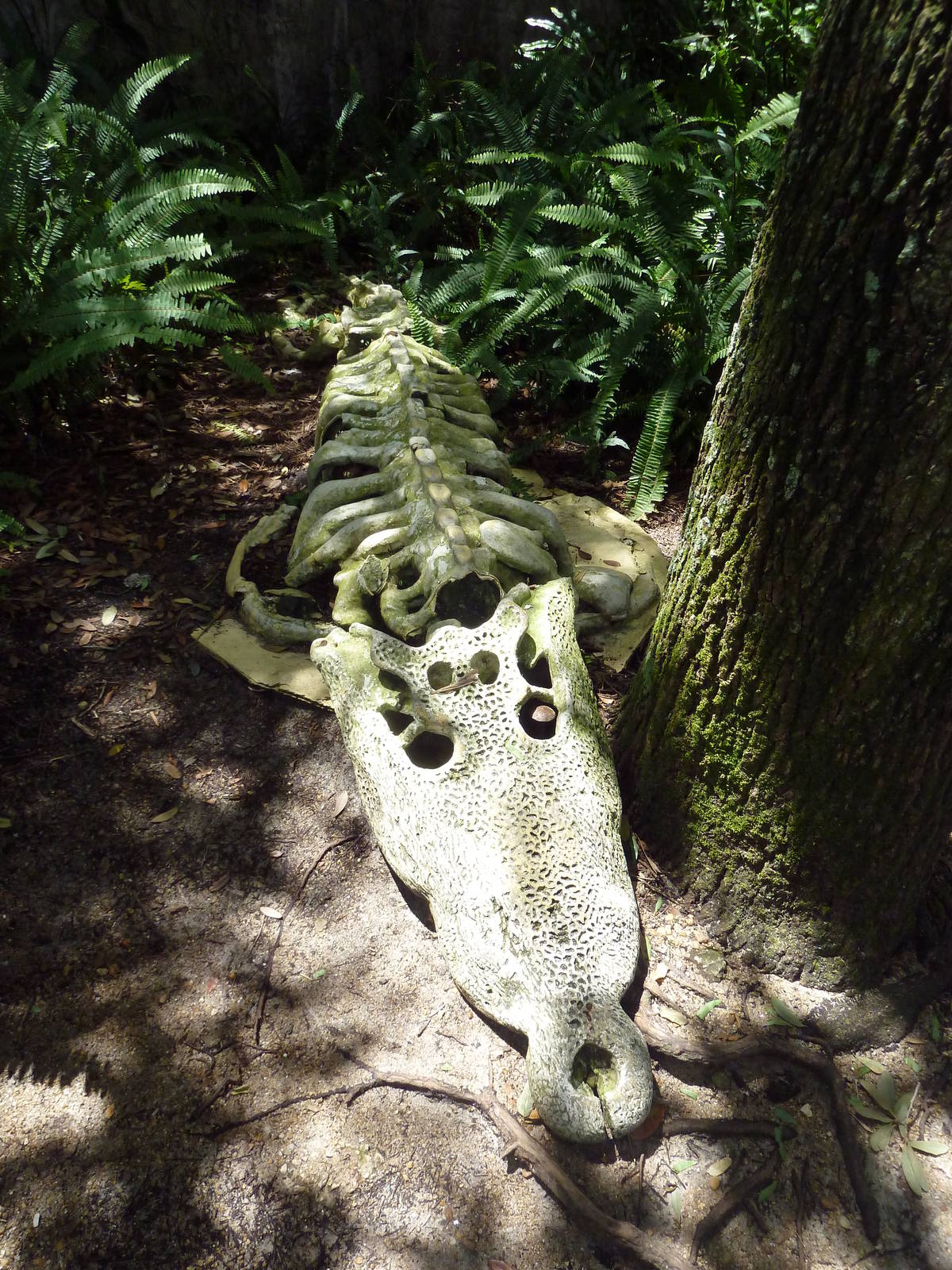 Edge of Africa - Nile Crocodile Skeleton