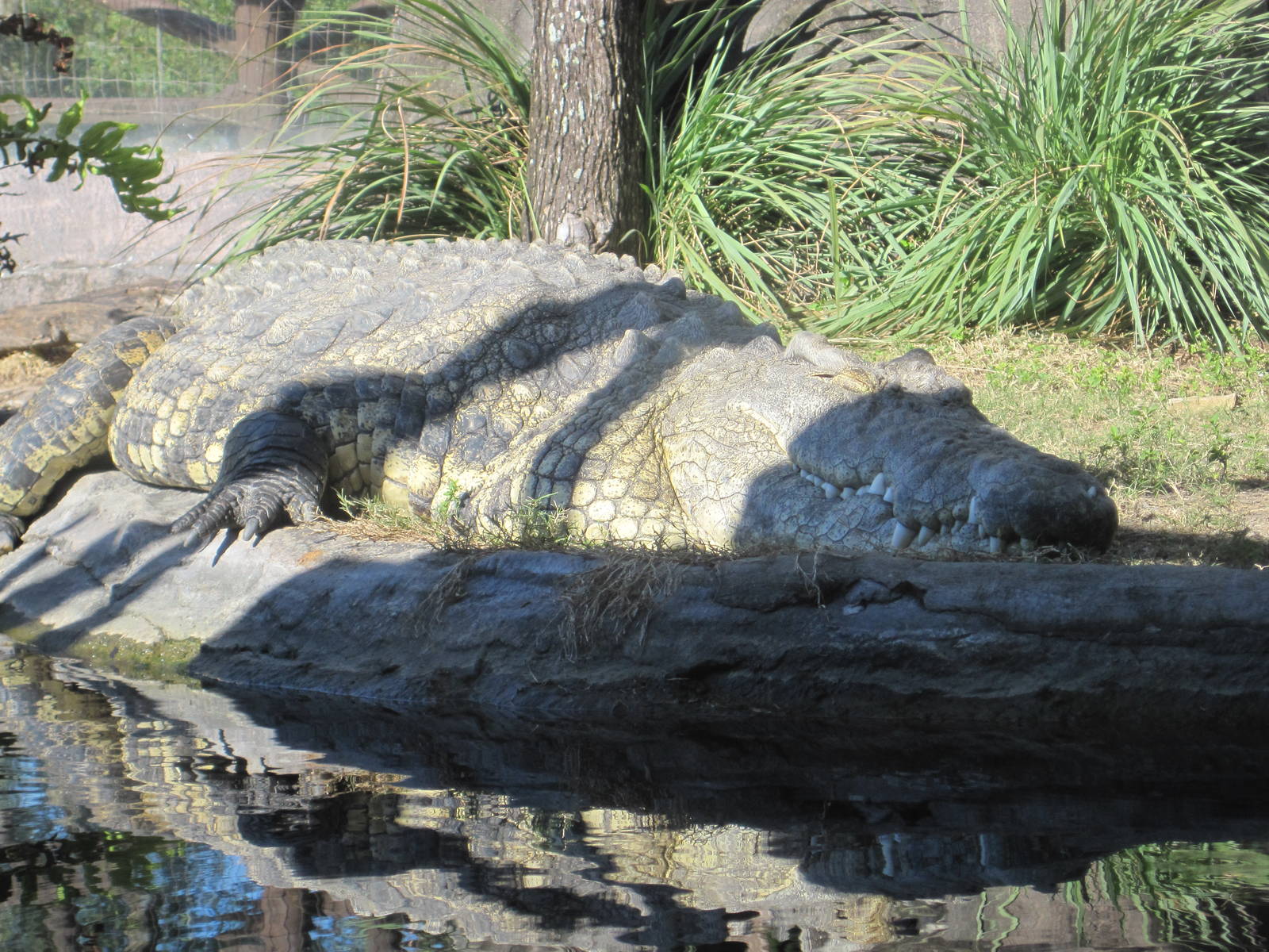 Edge of Africa- Nile Crocodile