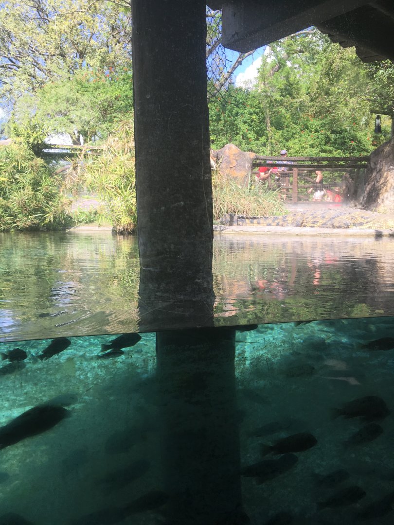 Edge of Africa - Nile Crocodile