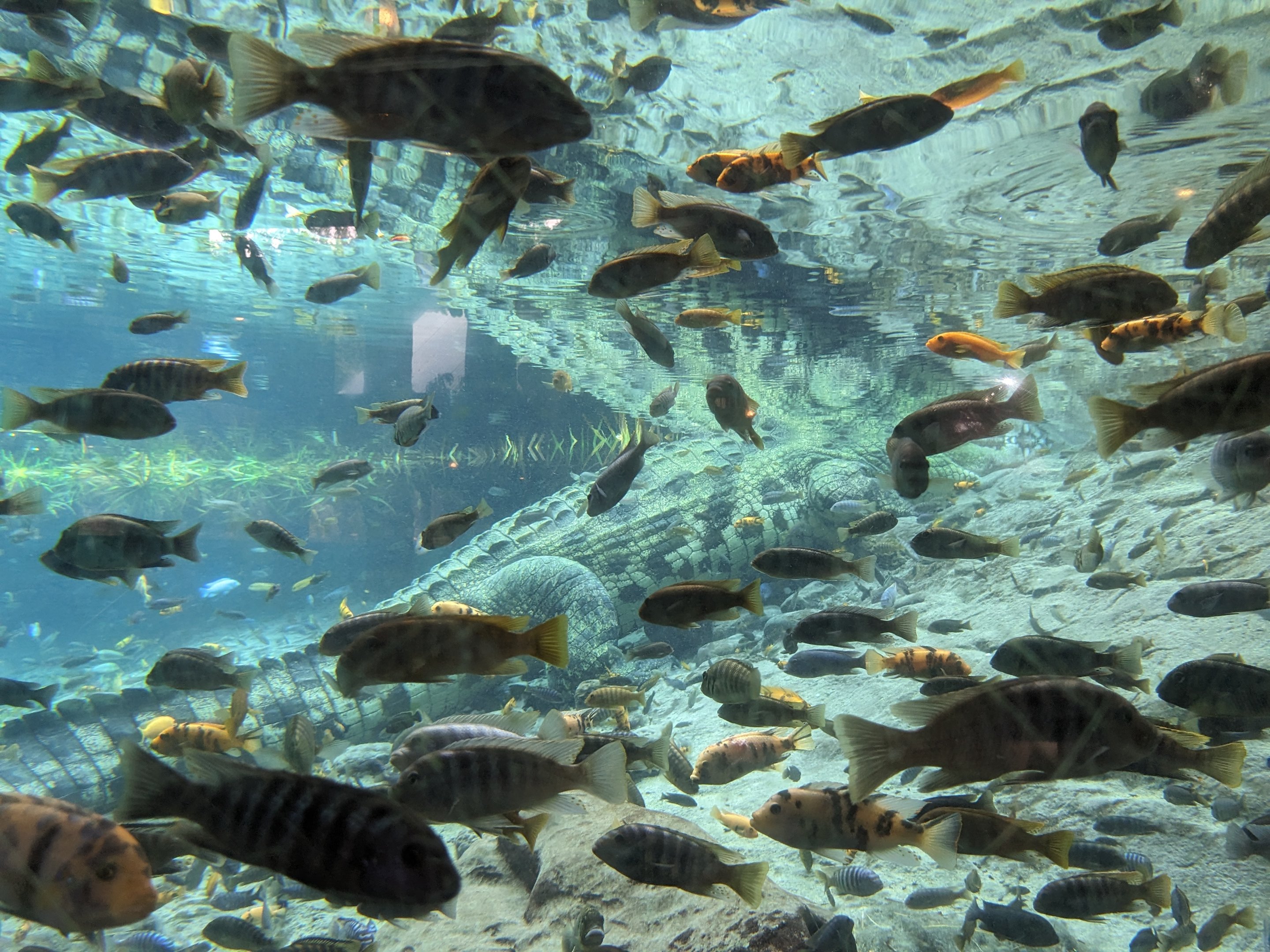 Edge of Africa - Nile crocodile