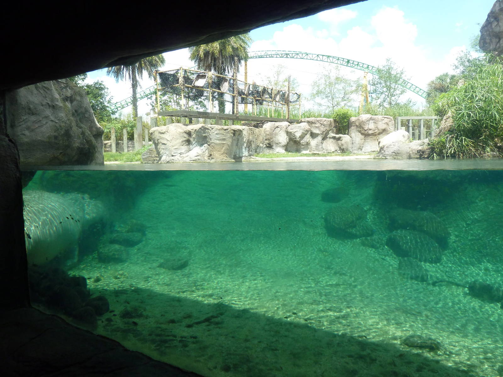 Edge of Africa - Nile Hippo Exhibit (with rollercoaster in the background!)
