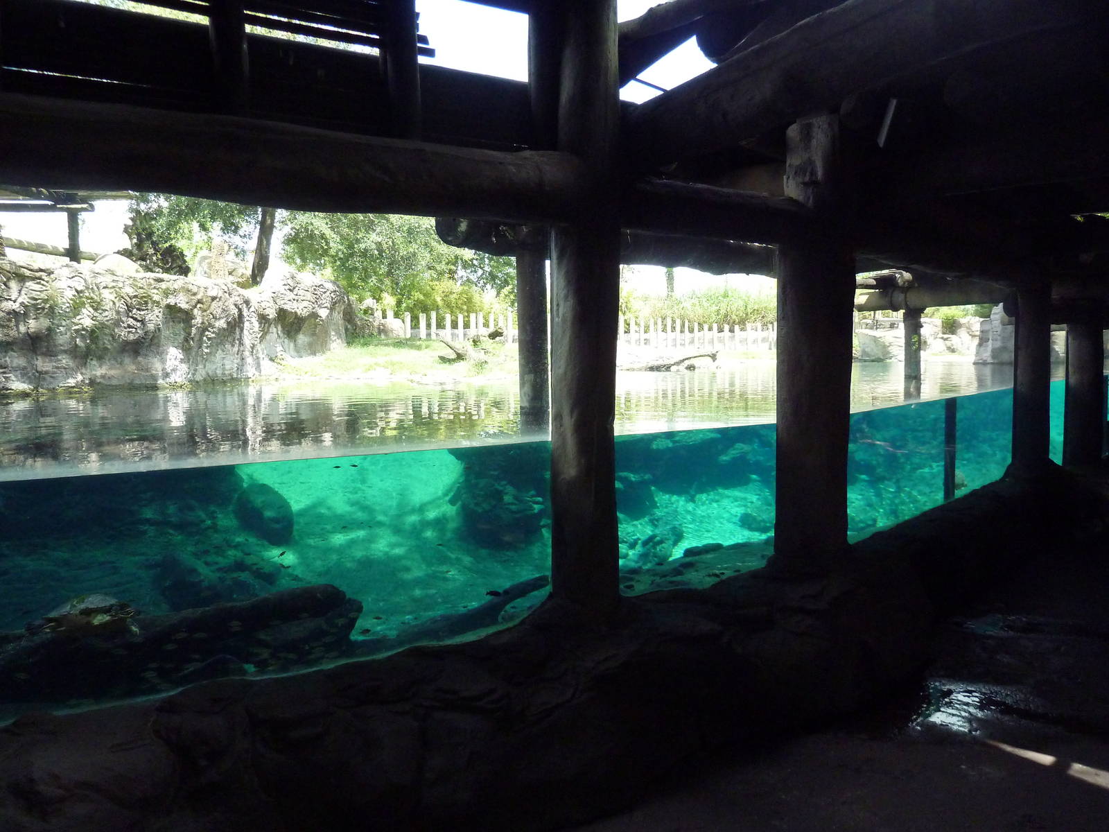 Edge of Africa - Nile Hippo Exhibit