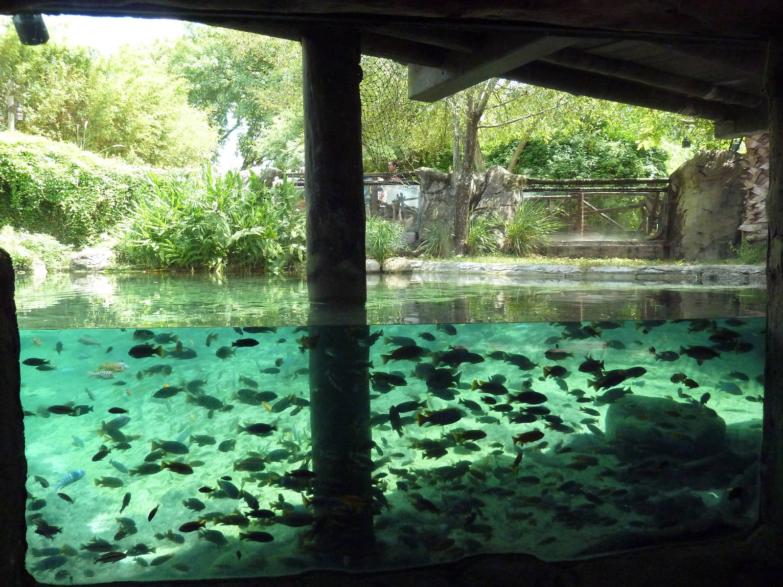 Edge of Africa - Nile Hippo Exhibit