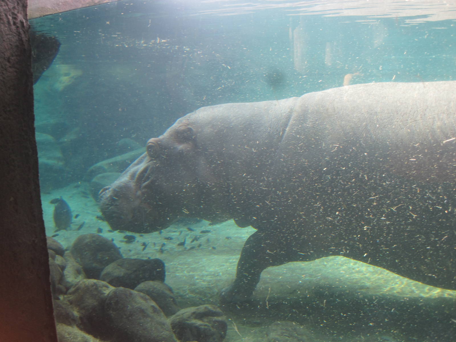 Edge of Africa- Nile Hippo