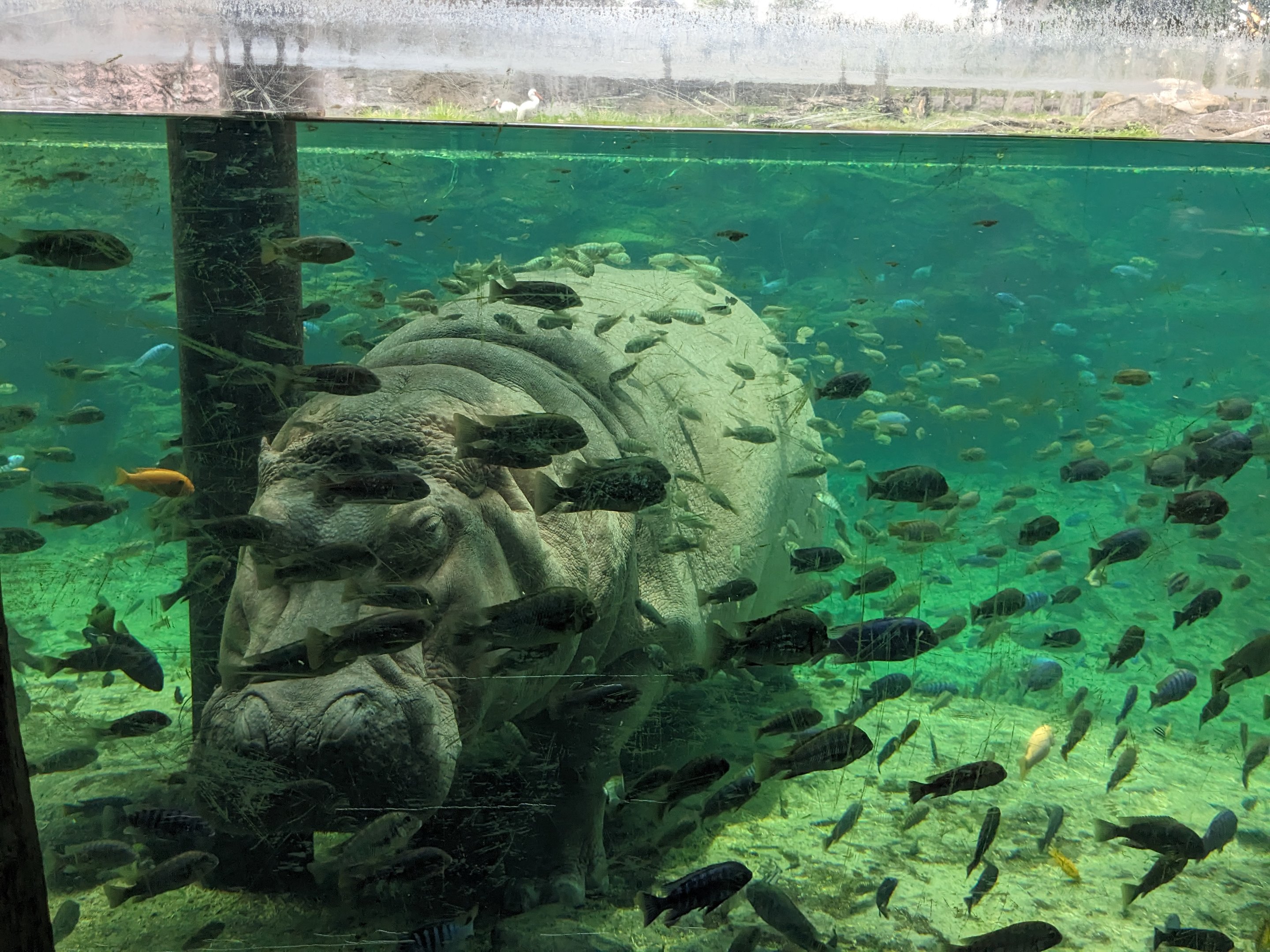 Edge of Africa - Nile hippo