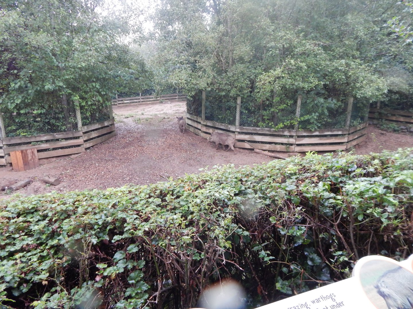 Edge of Africa - Northern warthog enclosure 140921